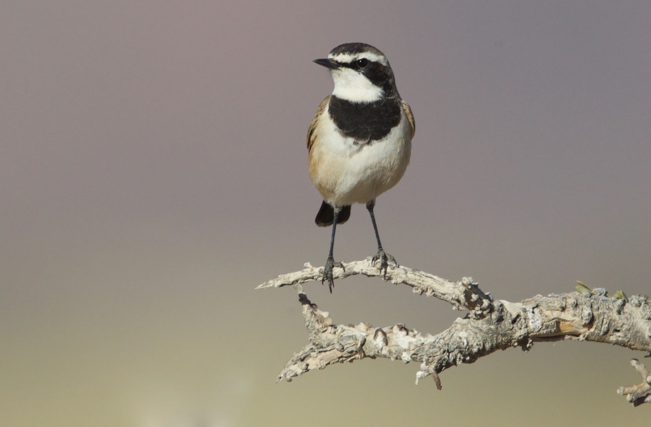 Capped Wheatear