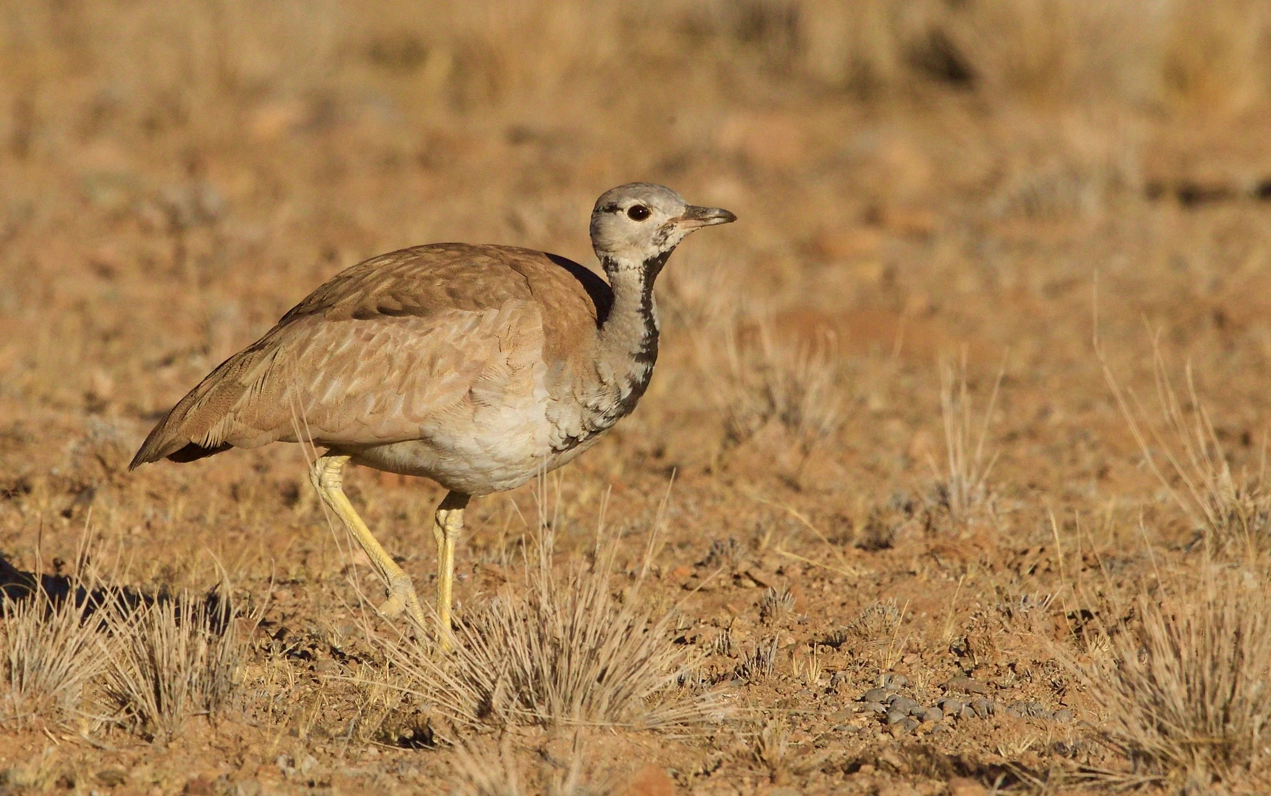 Ruppell's Koorhaan