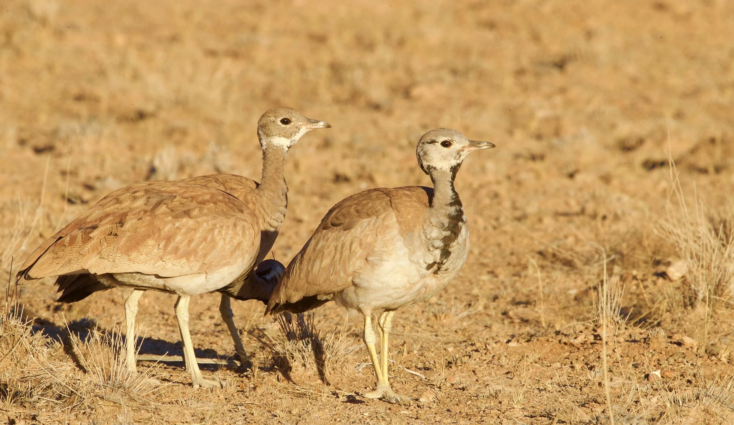 Ruppell's Koorhaan