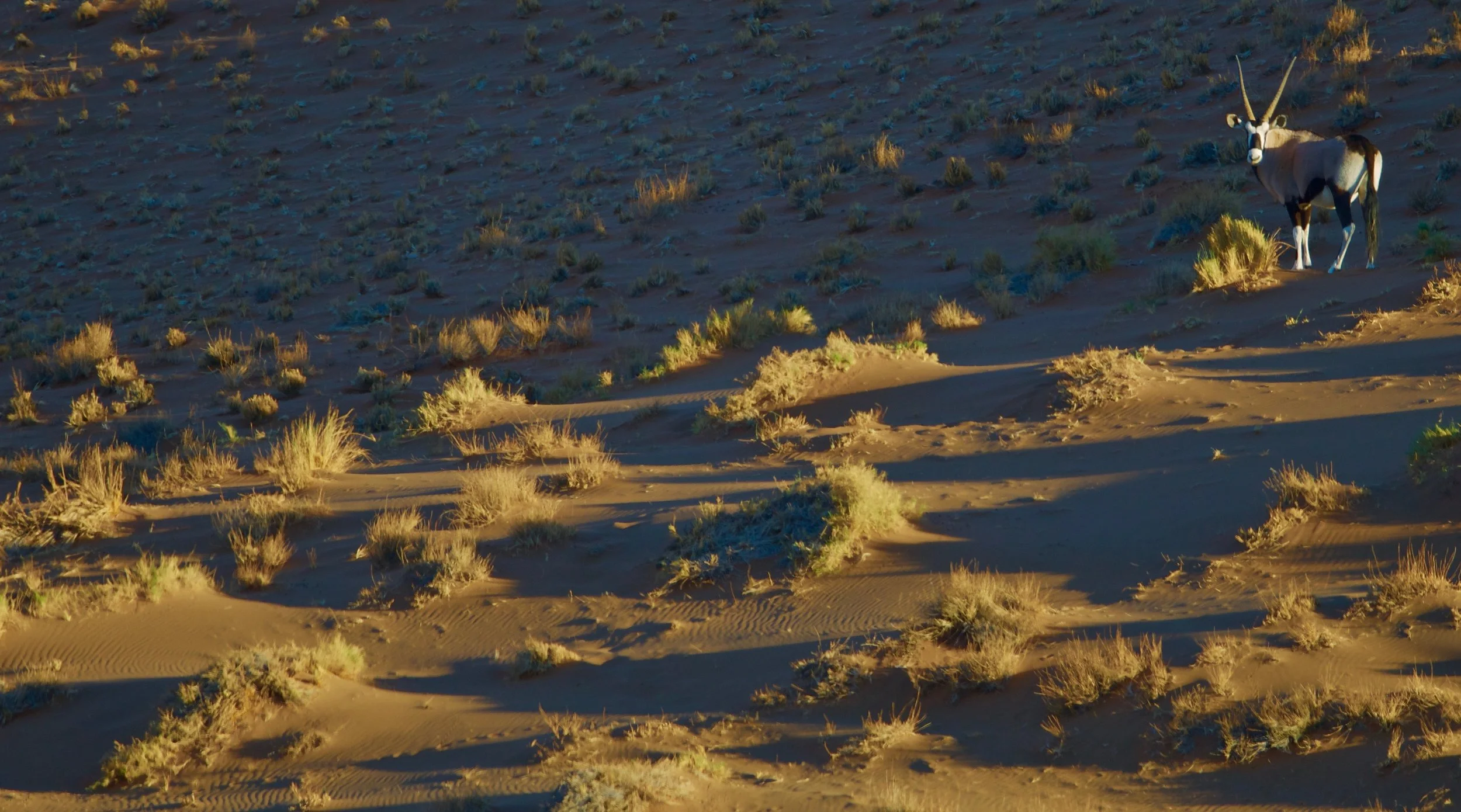Gemsbok