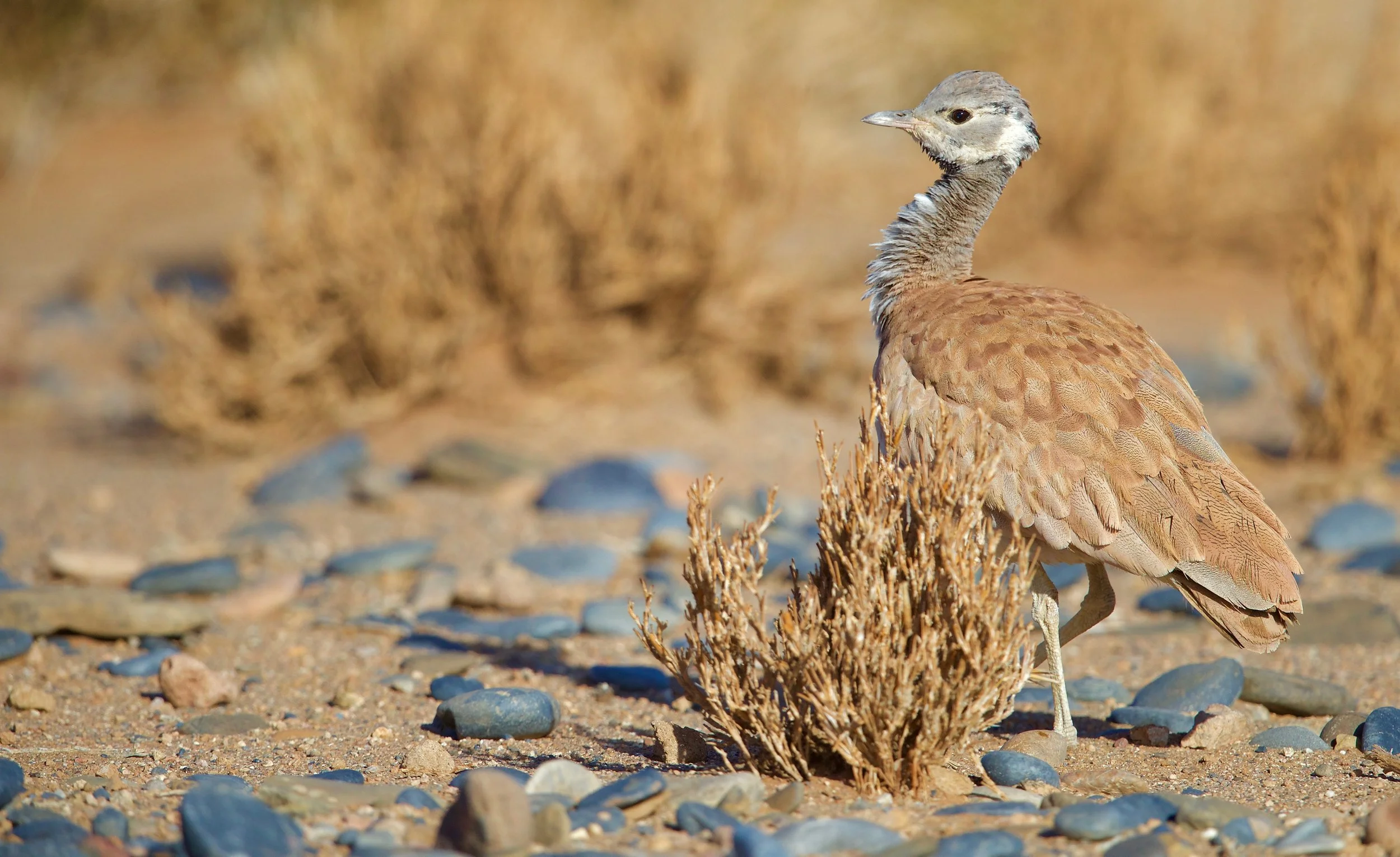 Ruppel's Korhaan