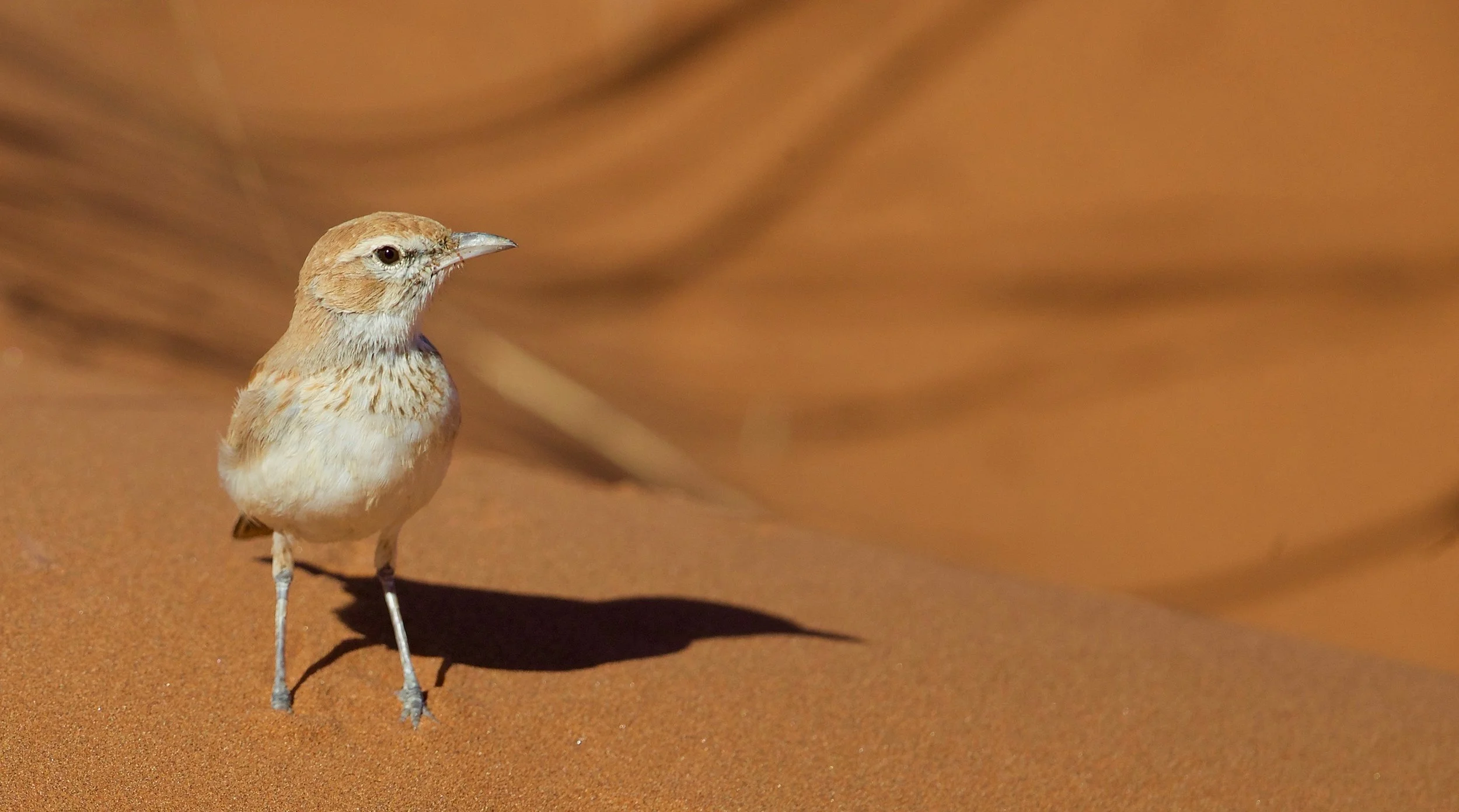 Dune Lark