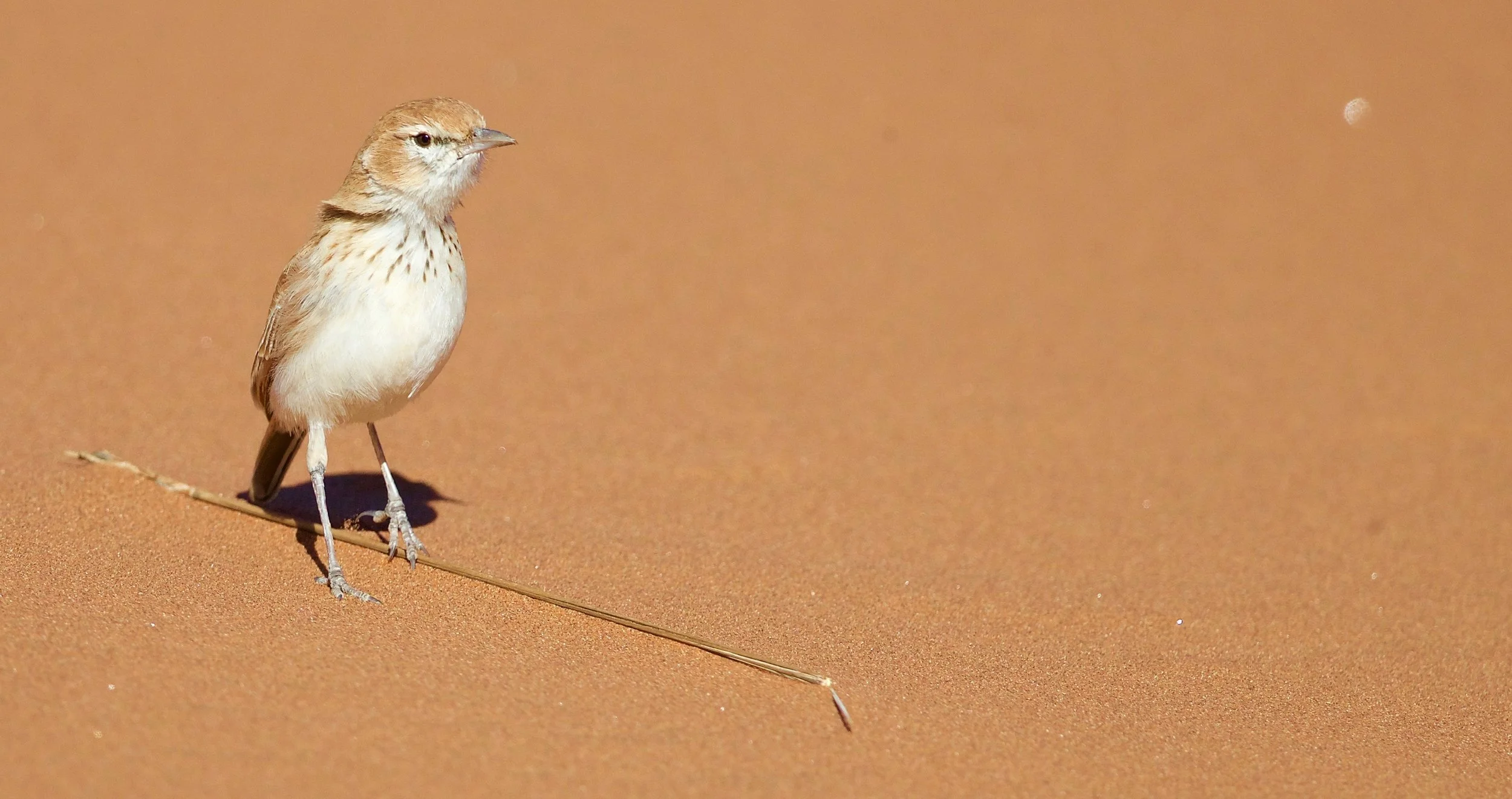 Dune Lark