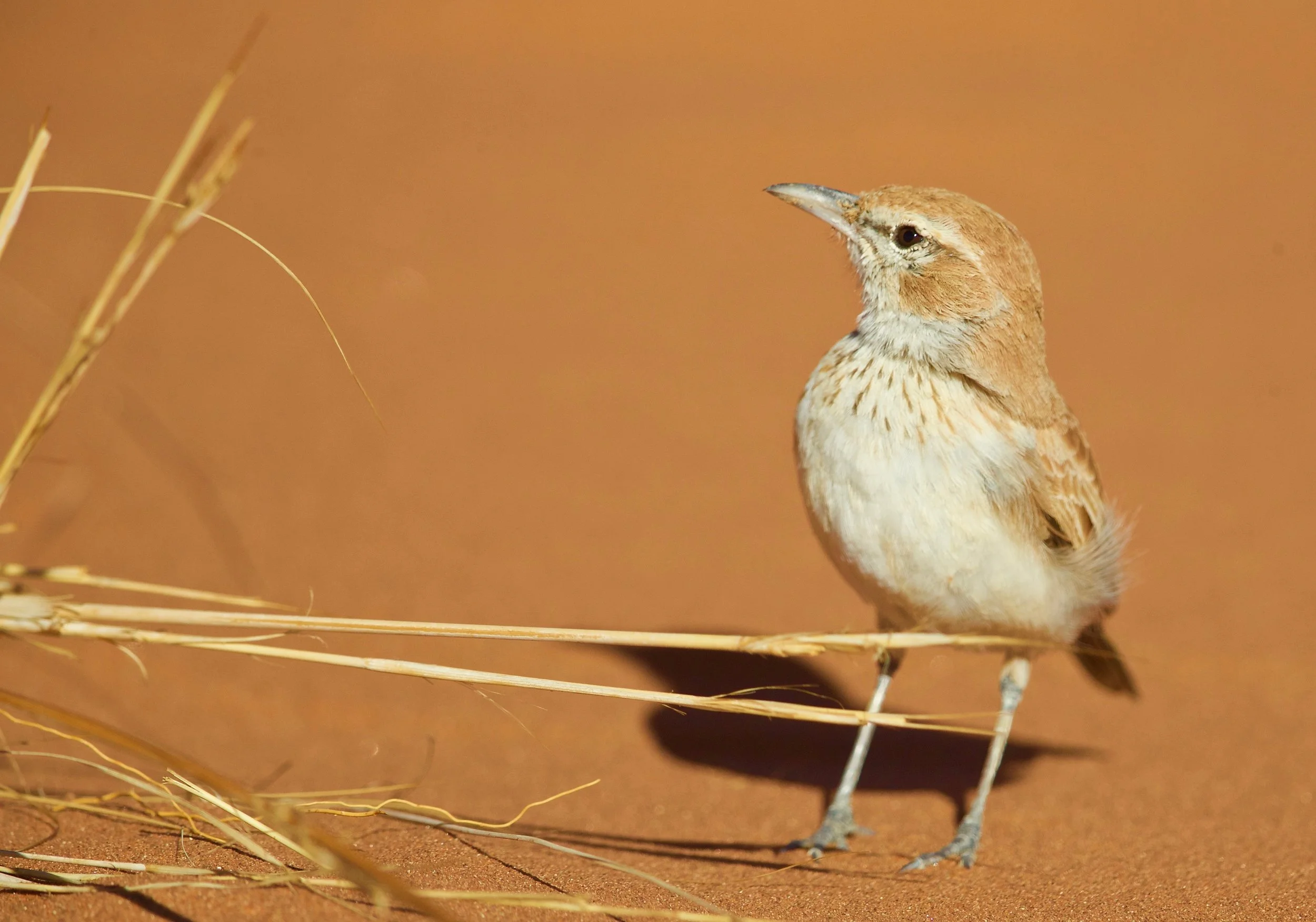 Dune Lark