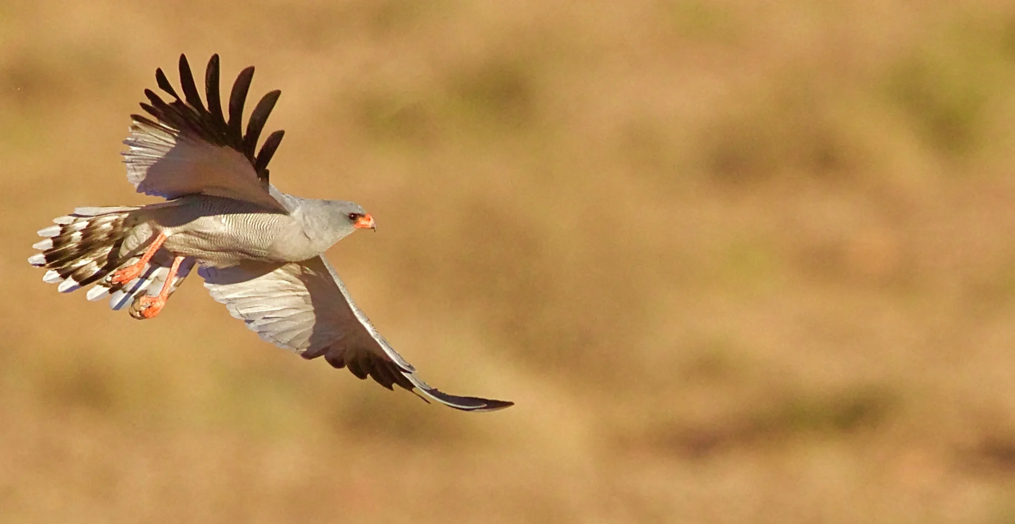 Pale Chanting Goshawk