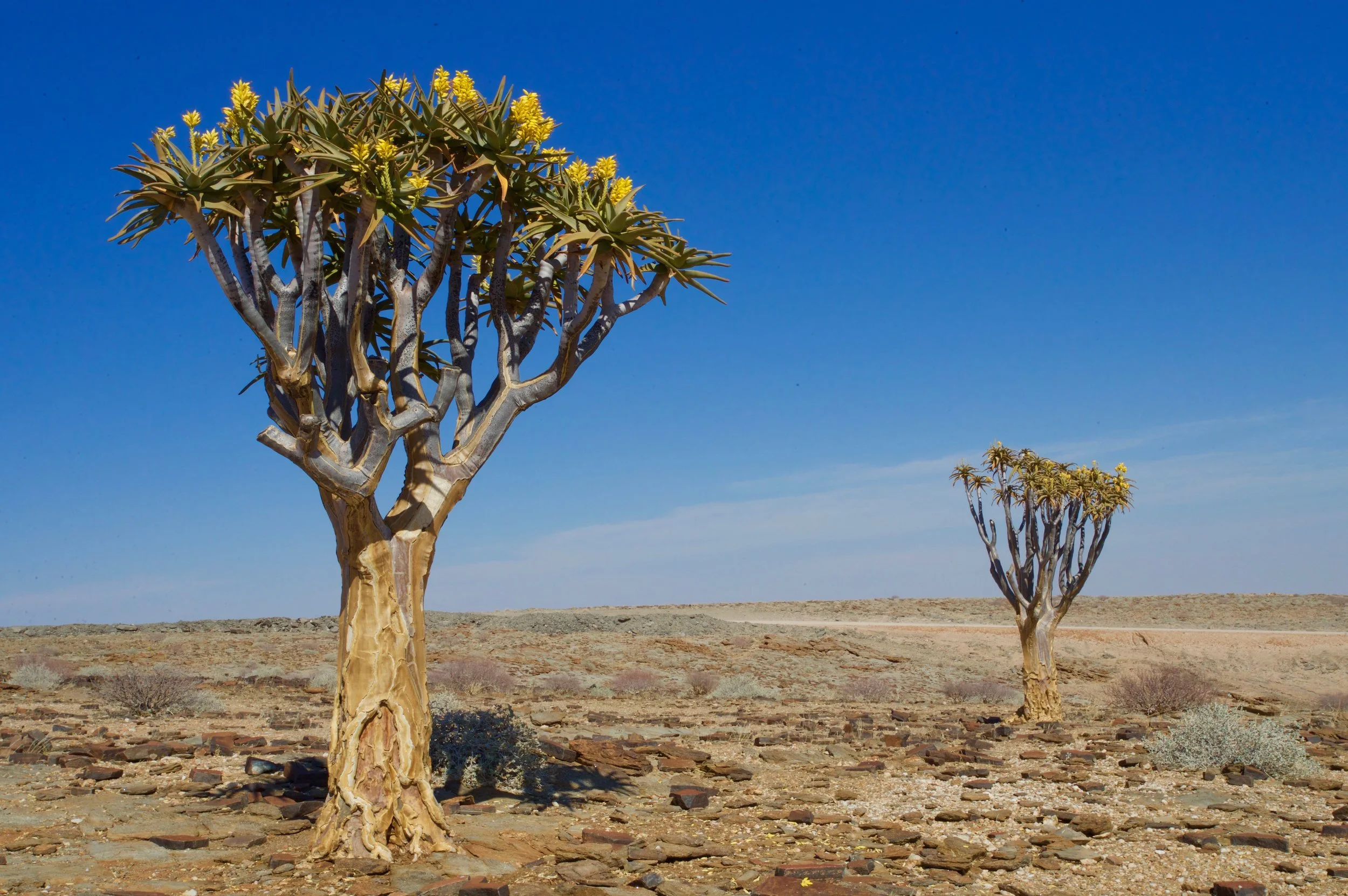 Quiver Tree