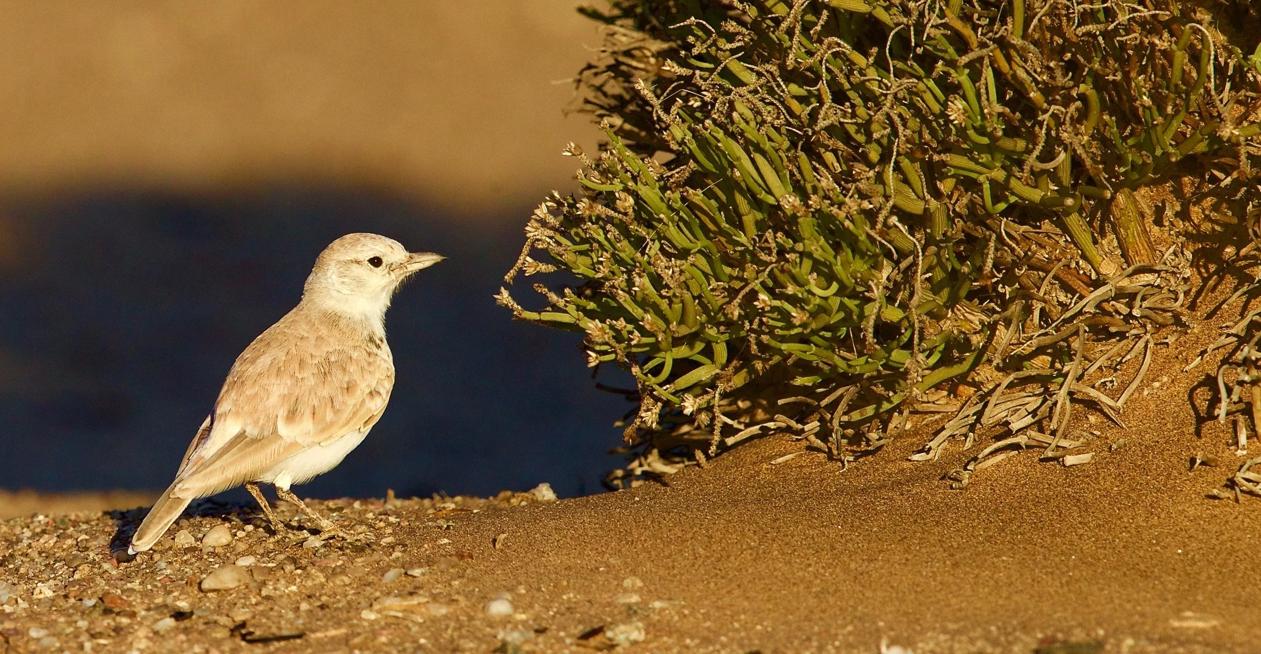Gray's Lark