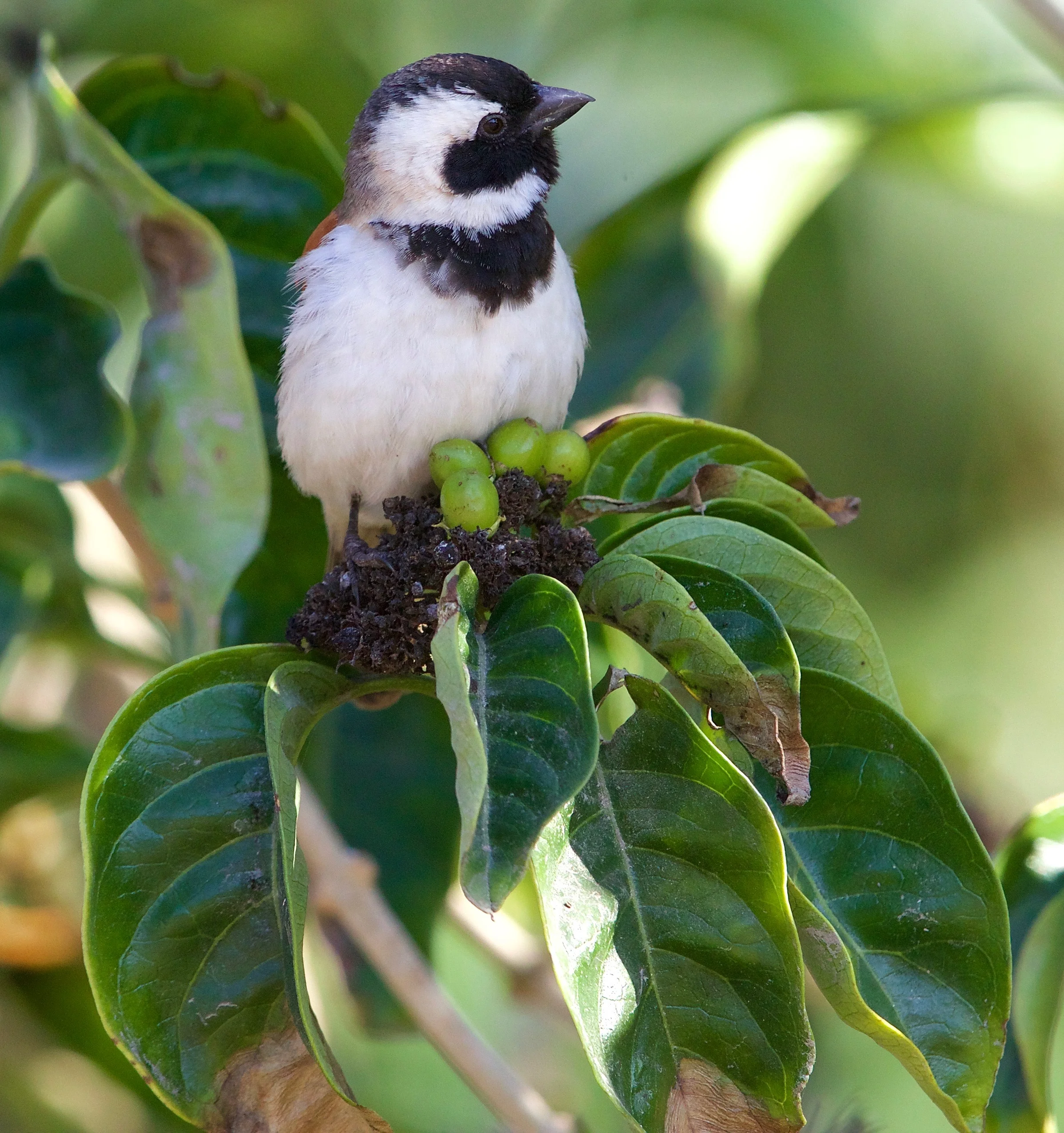 Cape Sparrow