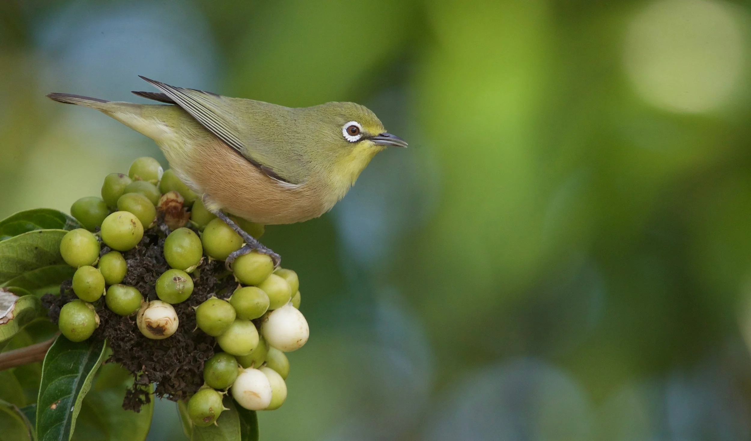 Orange River White-eye