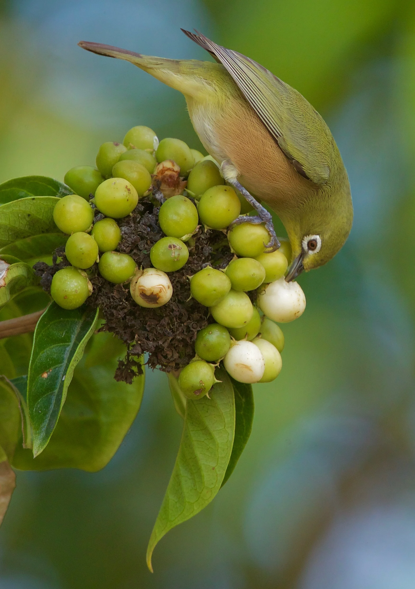 Orange River White-eye