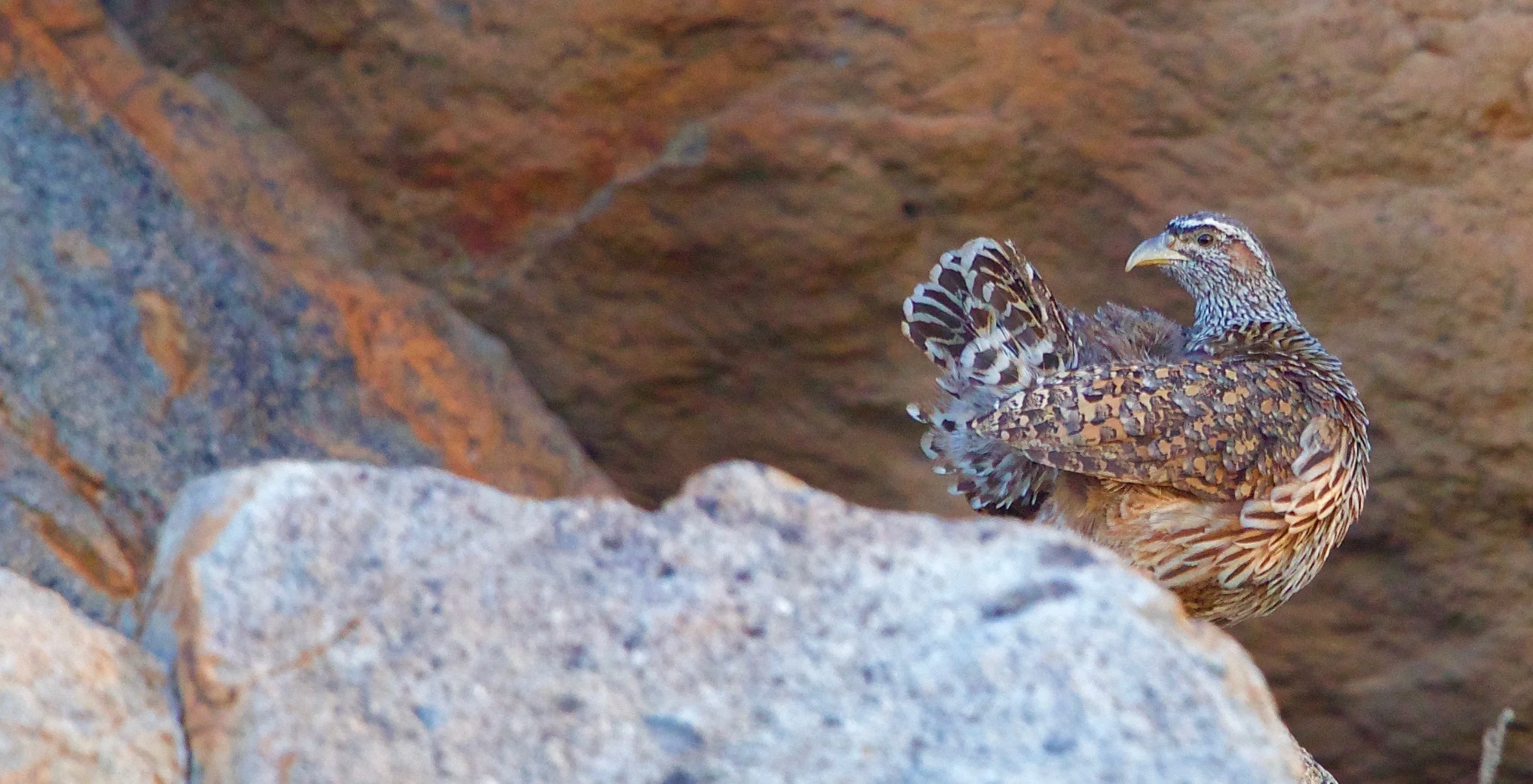 Hartlaub's Spurfowl