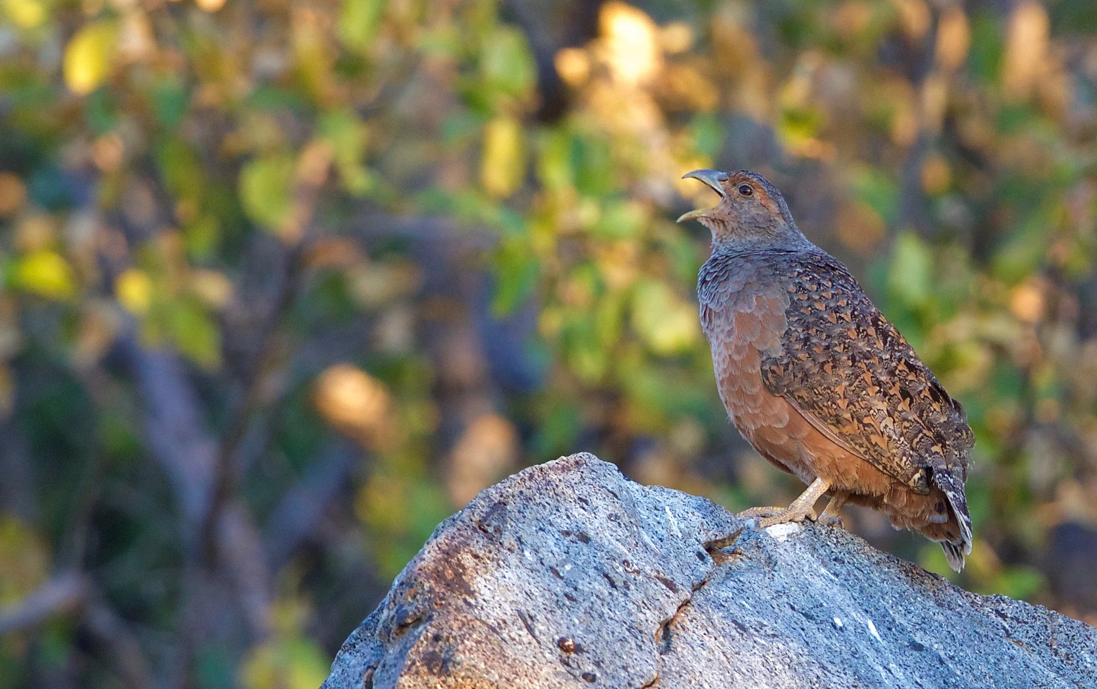 Harlaub's Spurfowl