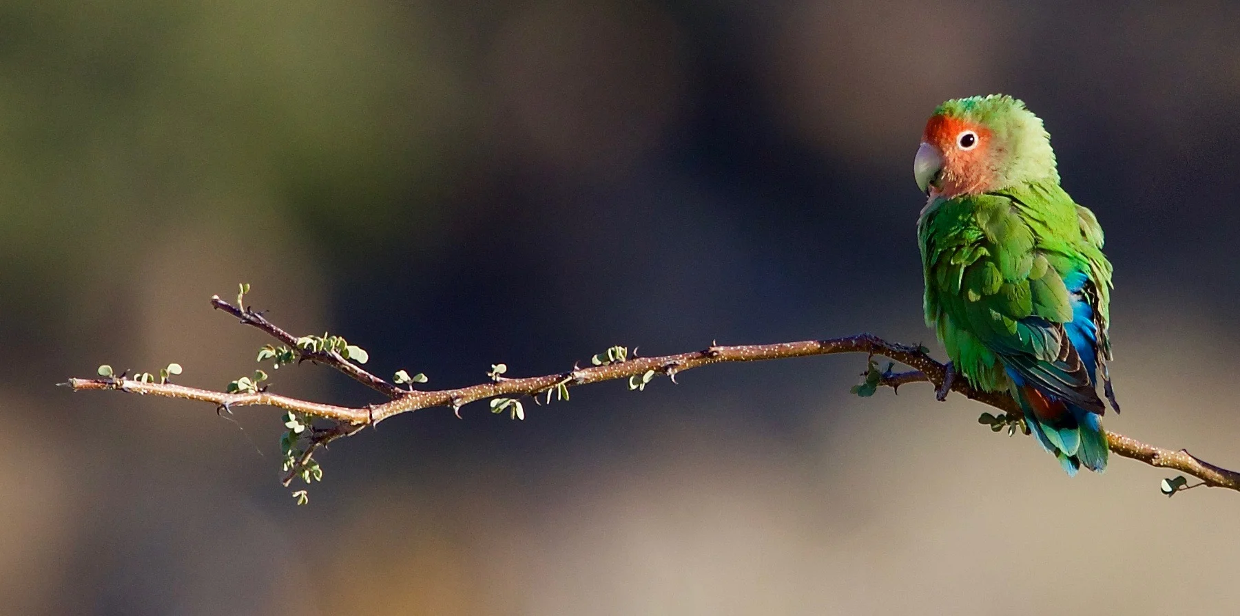 Rosy-faced Lovebird