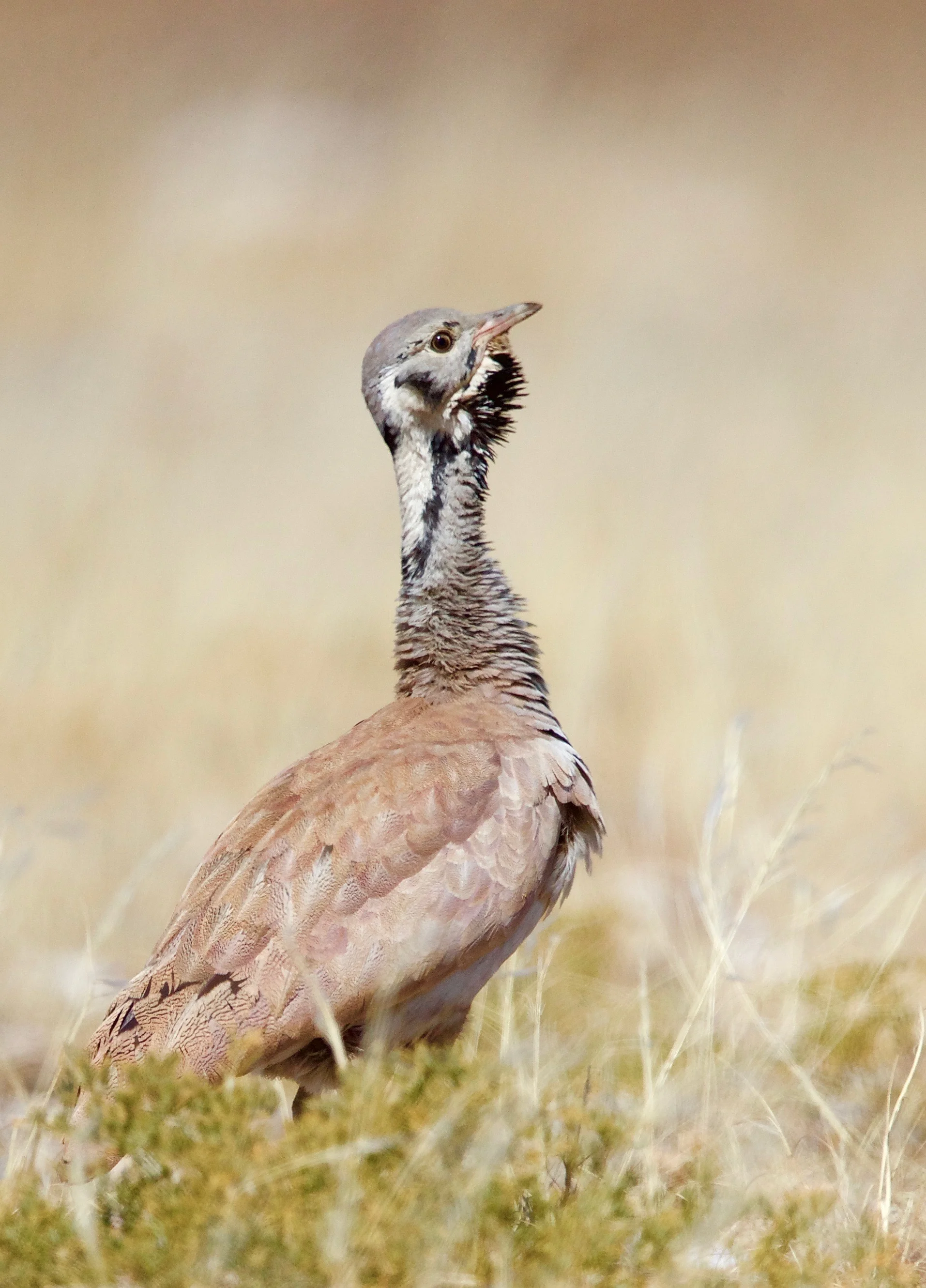 Ruppel's Korhaan
