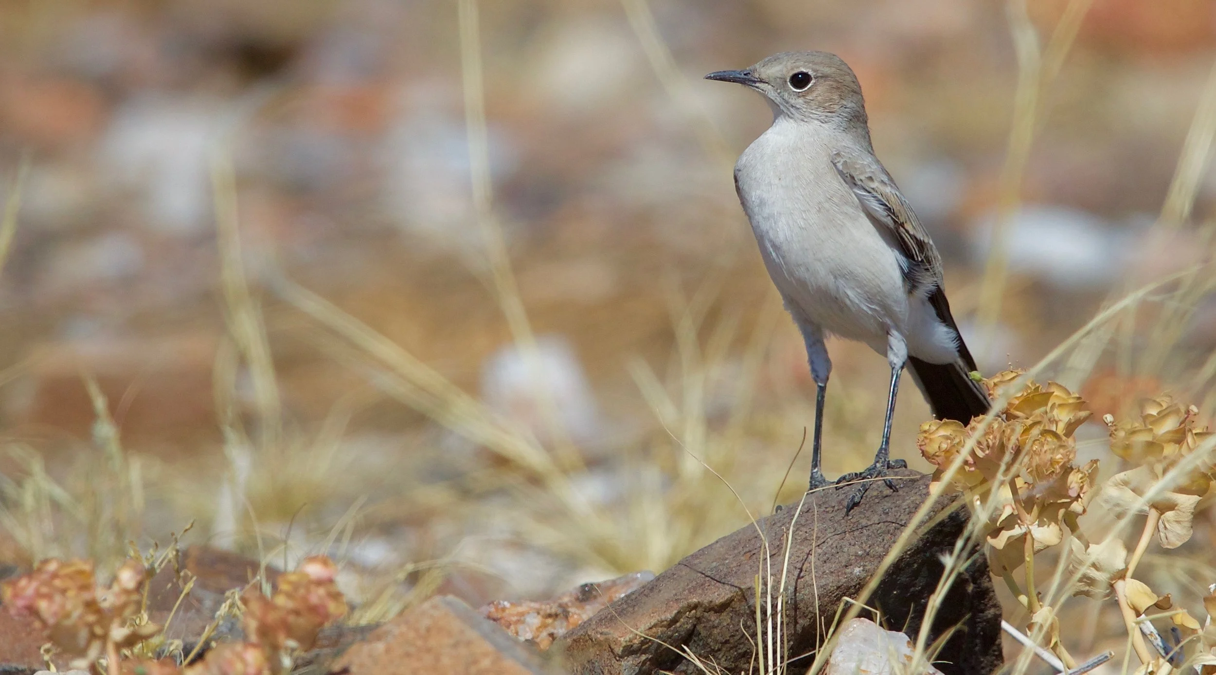 NAMIBIA - 85.jpg