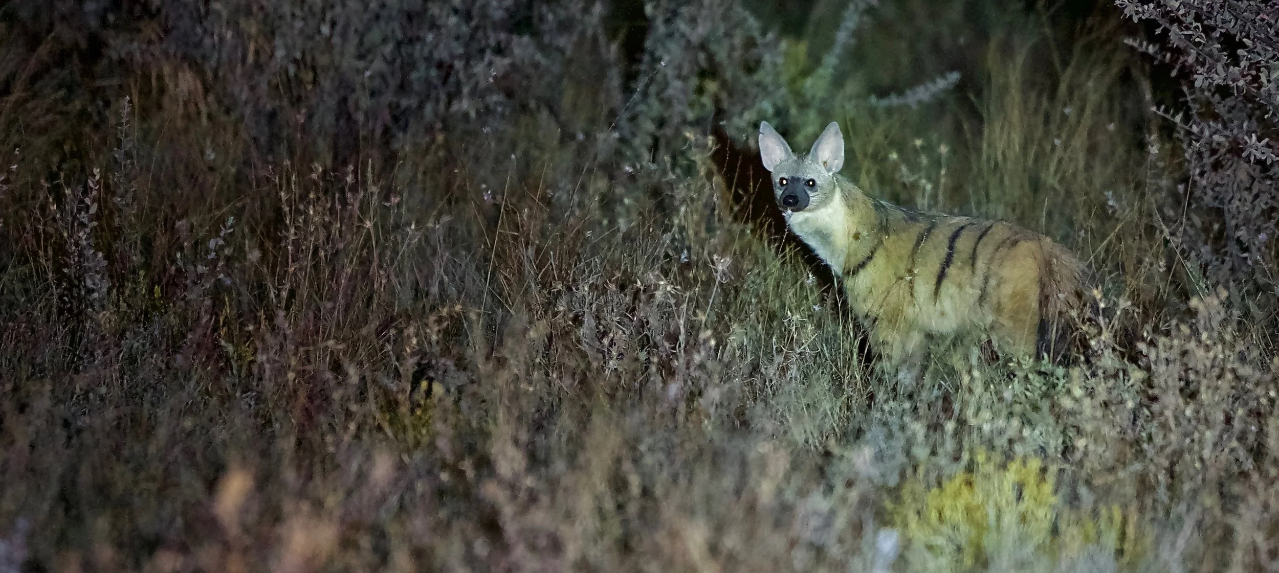 Aardwolf