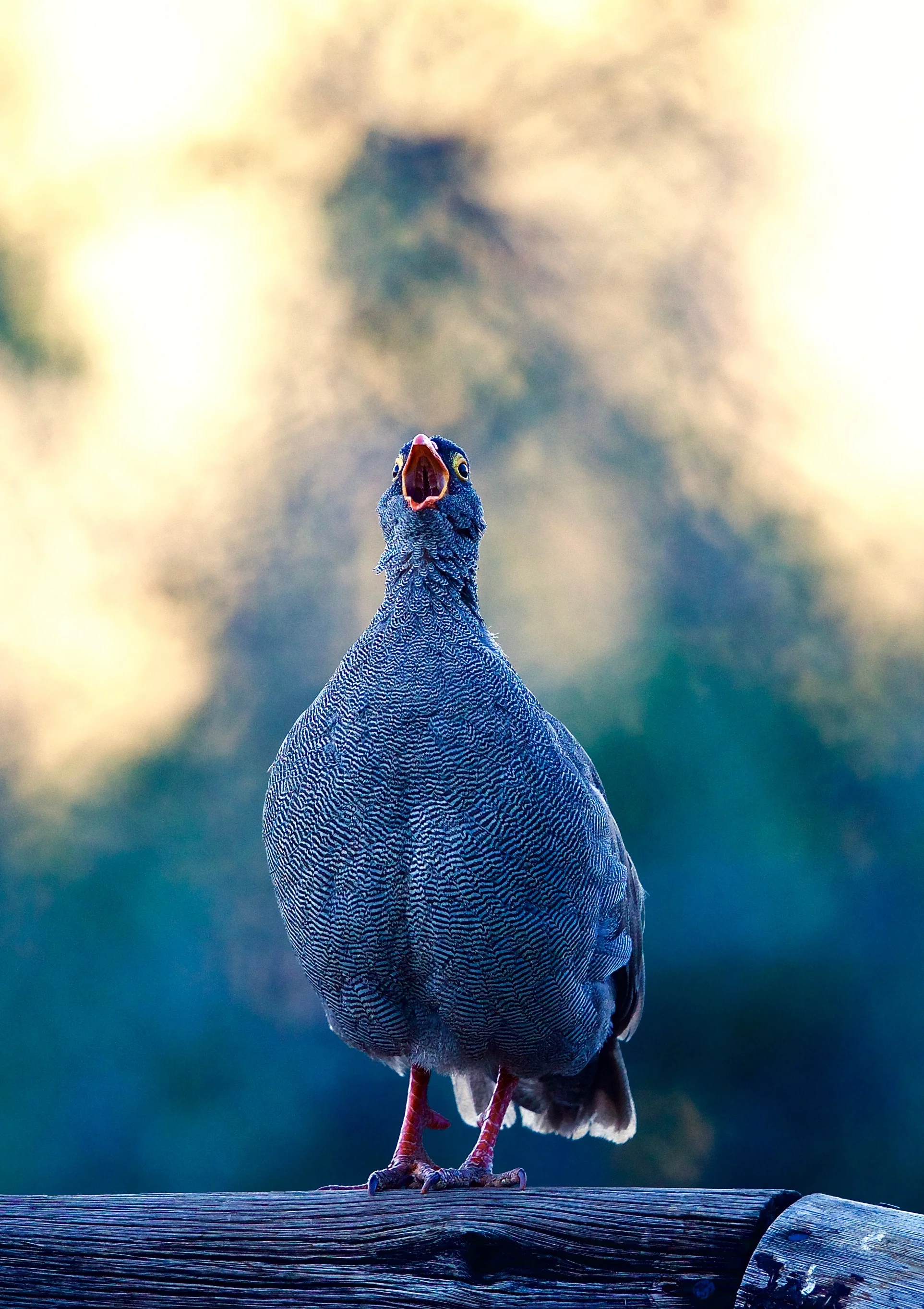 Red-billed Francolin
