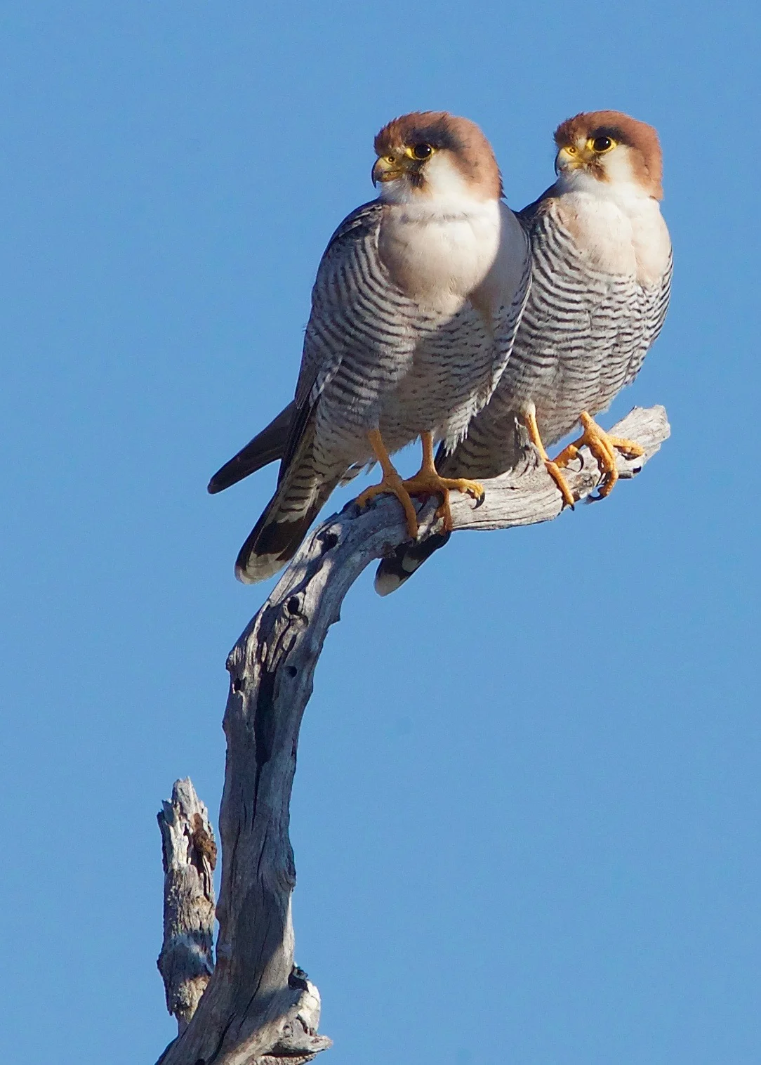 Red-necked Falcons
