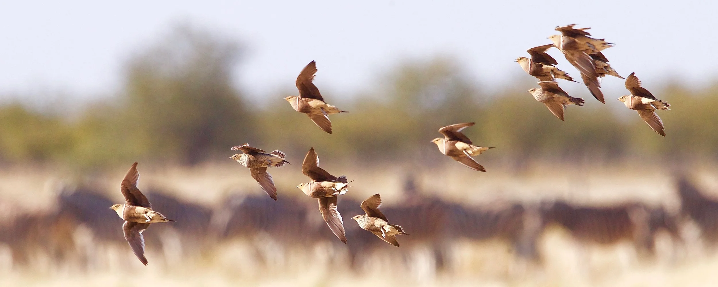 Namaqua Sandgrouse/Zebra