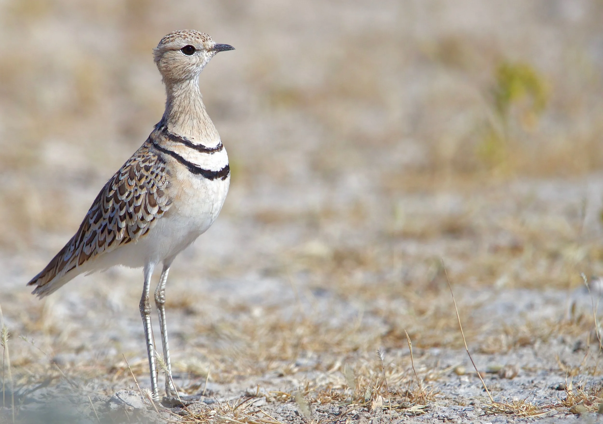 Double-banded Courser