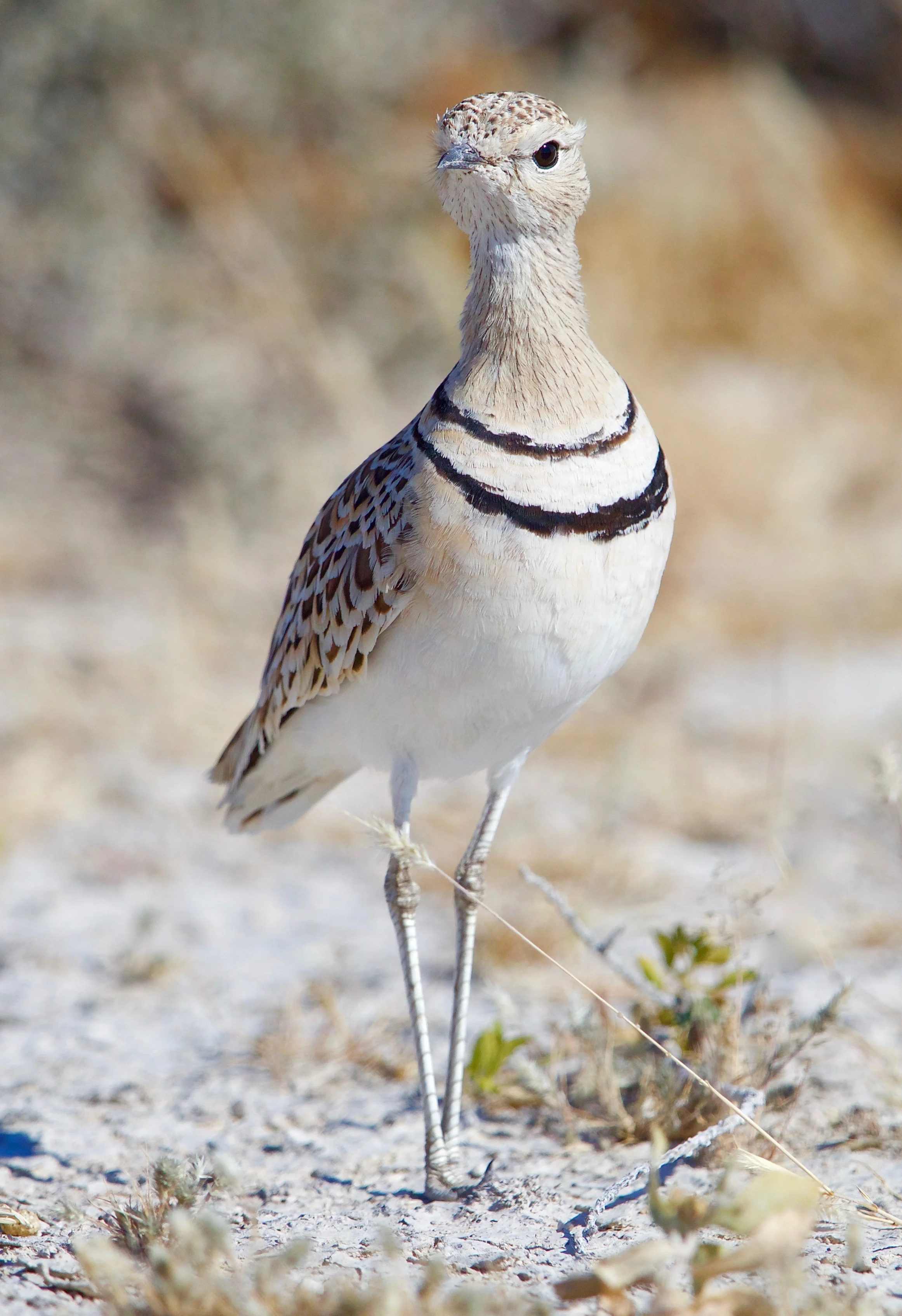 Double-banded Courser