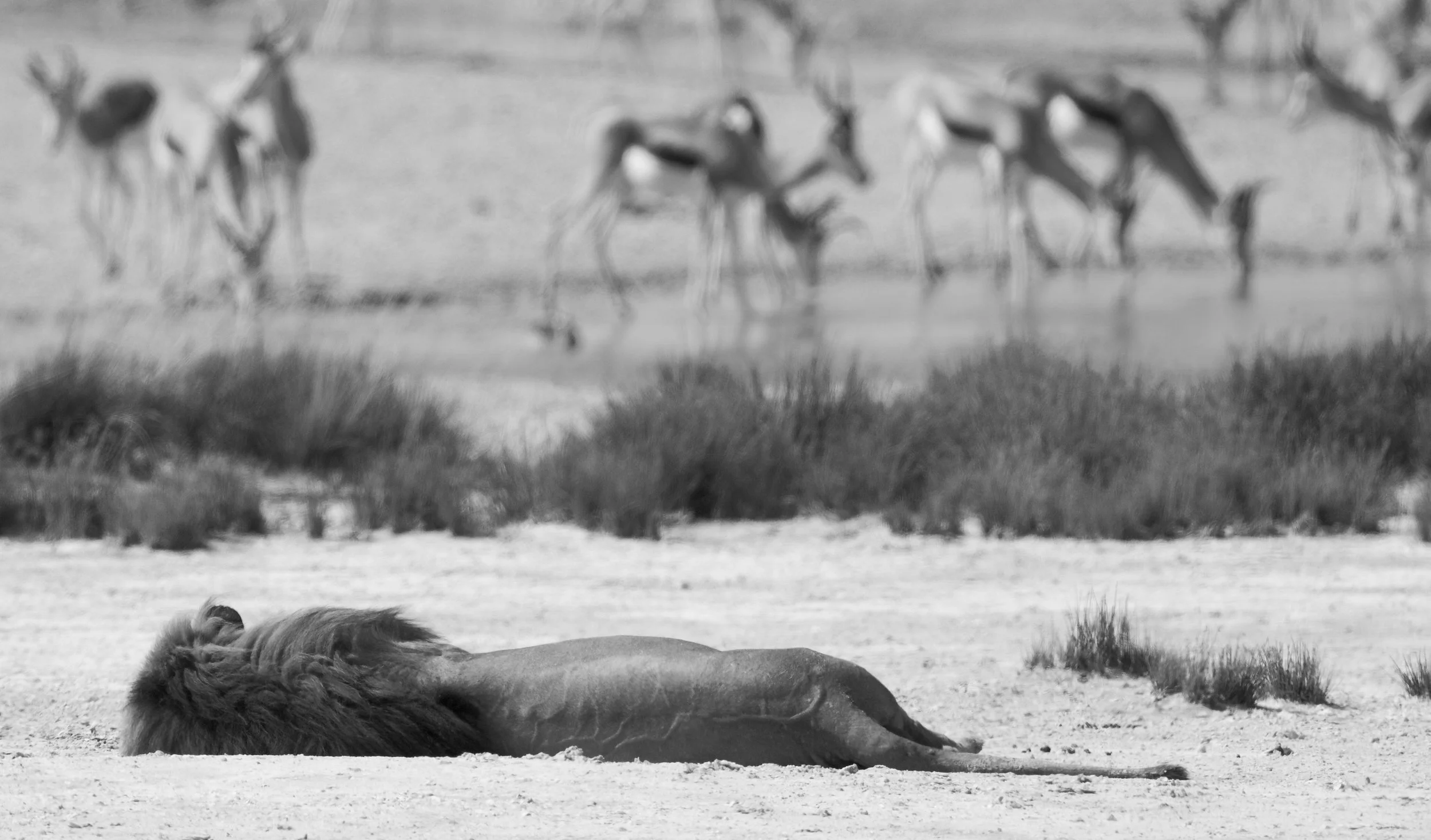Lion/Springbok