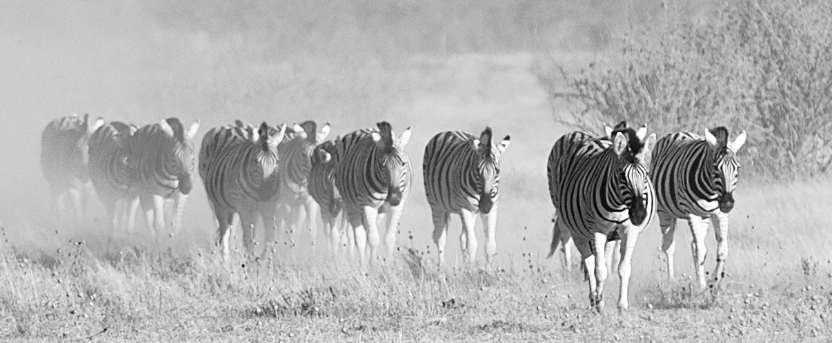 Zebras in the Dust