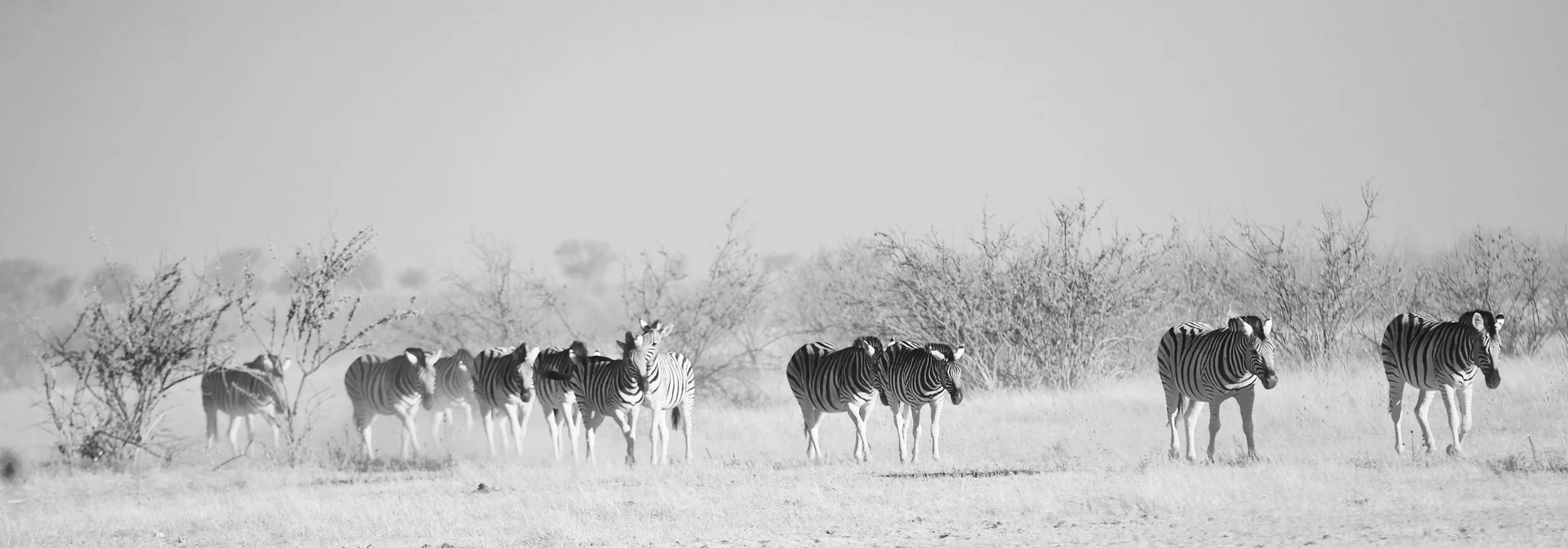 Burchell's Zebras