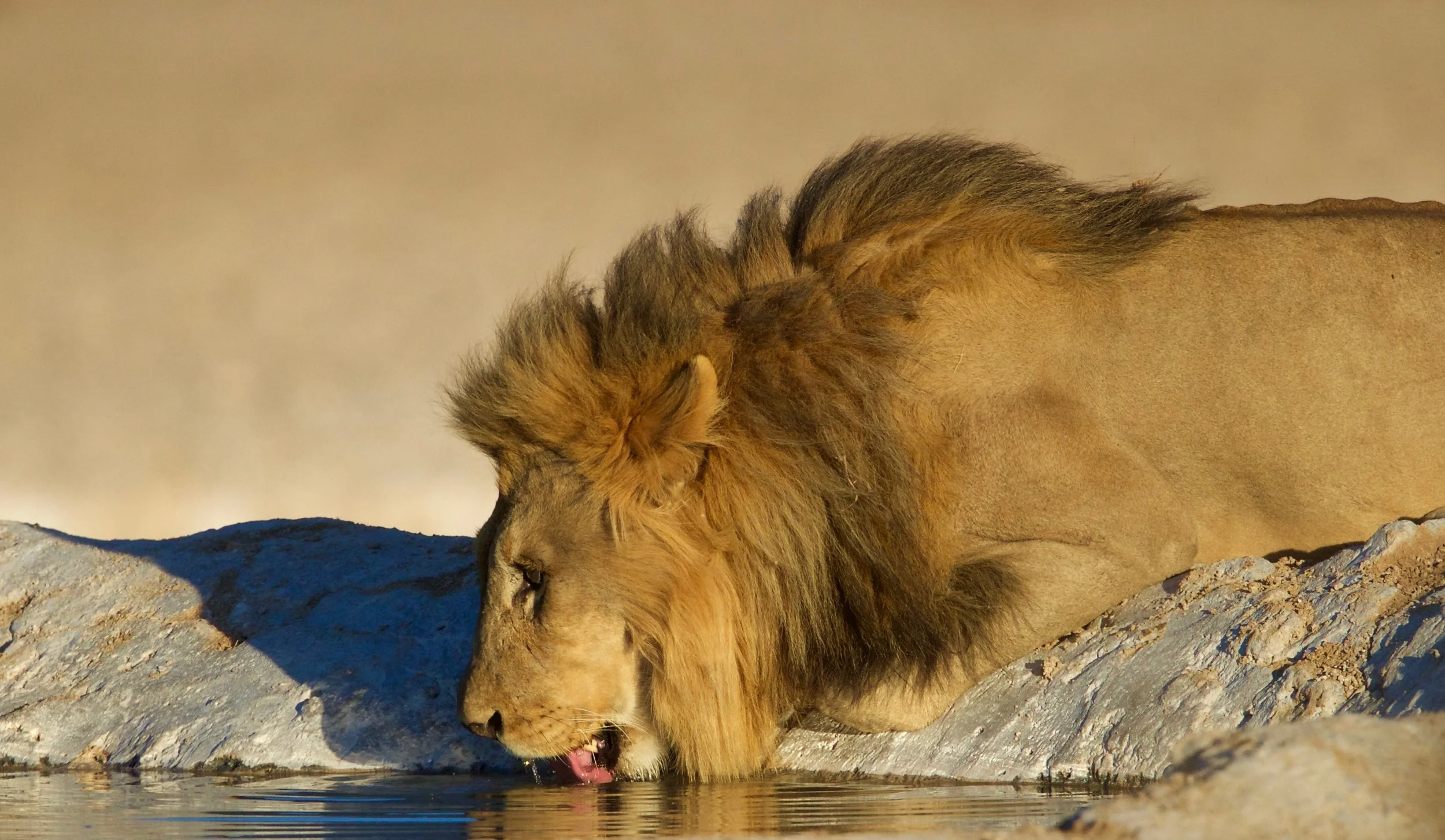 Lion