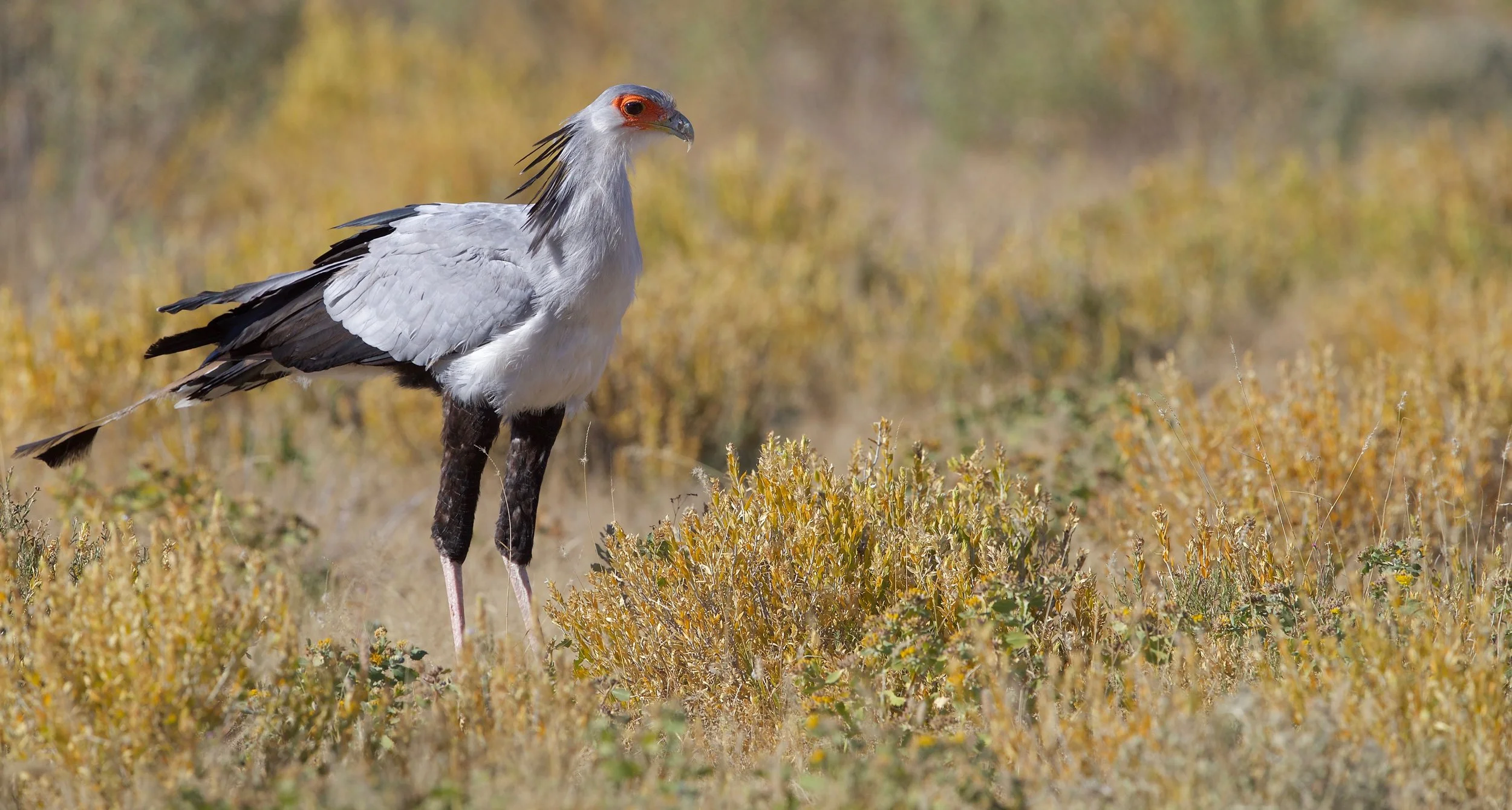 NAMIBIA - 120.jpg