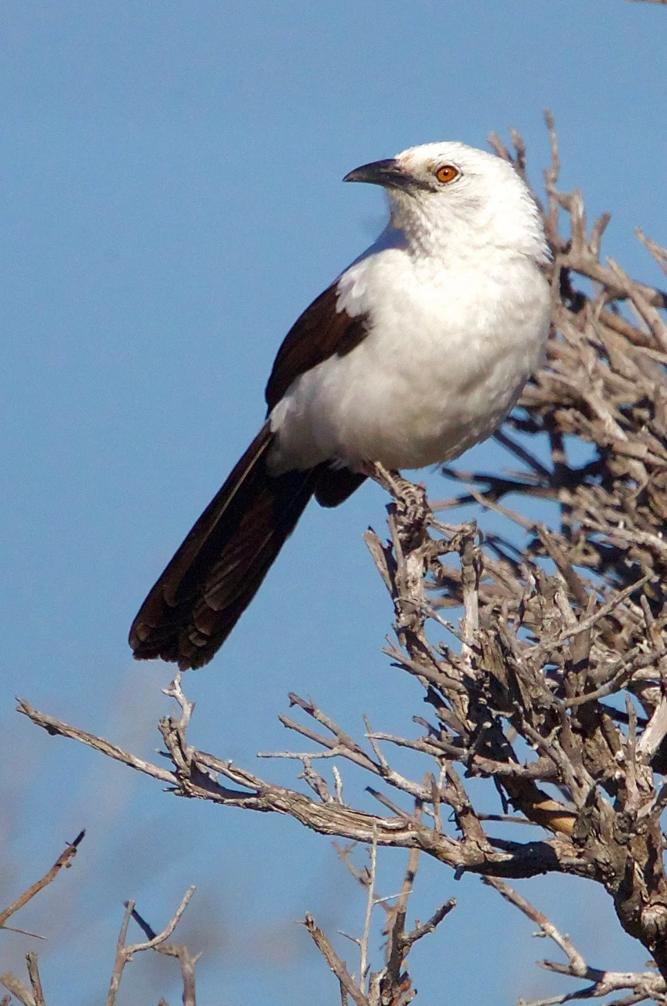 NAMIBIA - 136.jpg