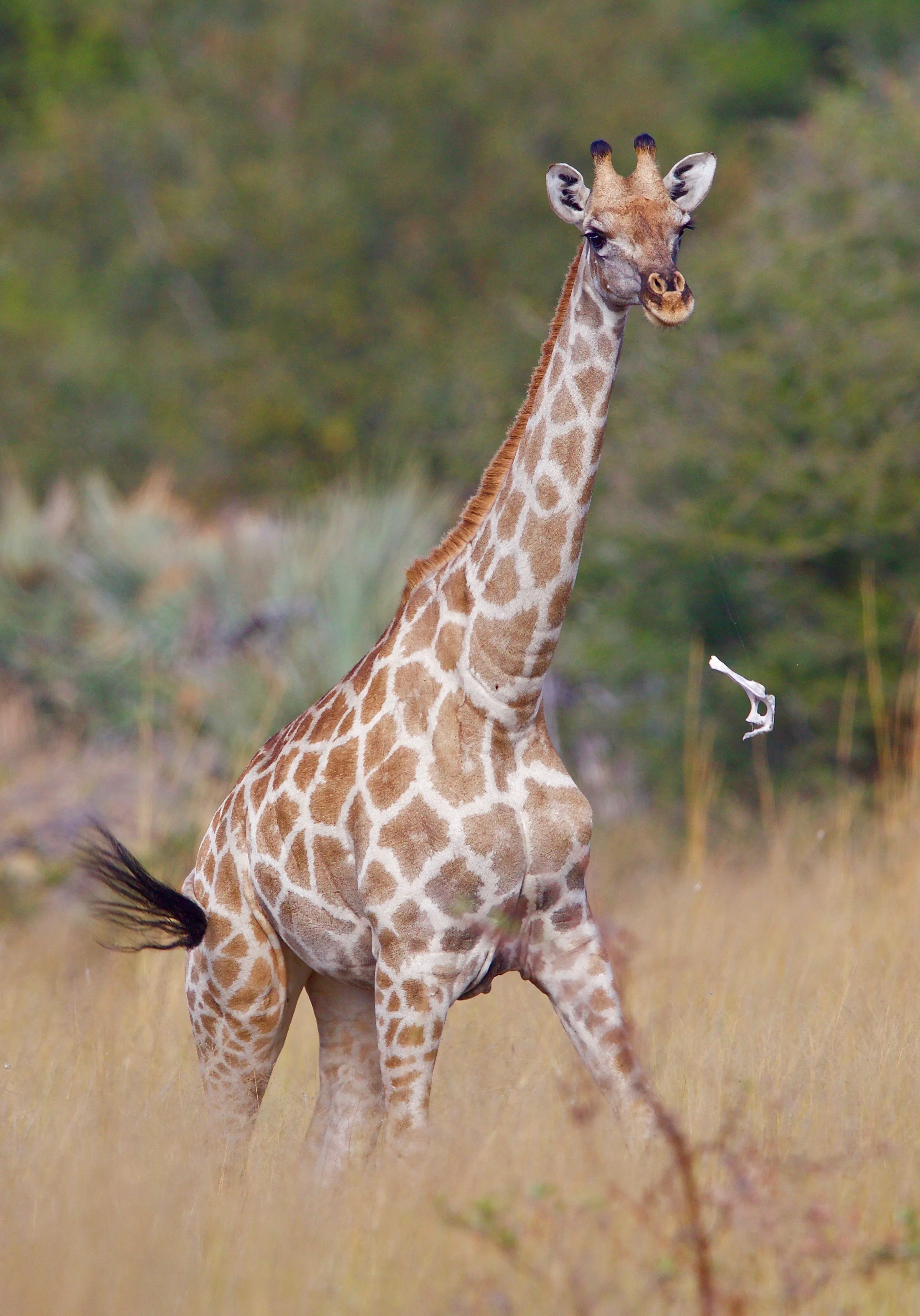 NAMIBIA - 152.jpg