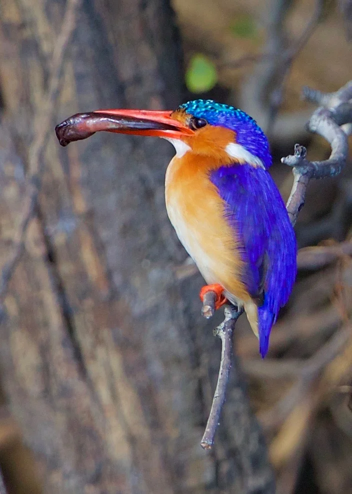 NAMIBIA - 177.jpg