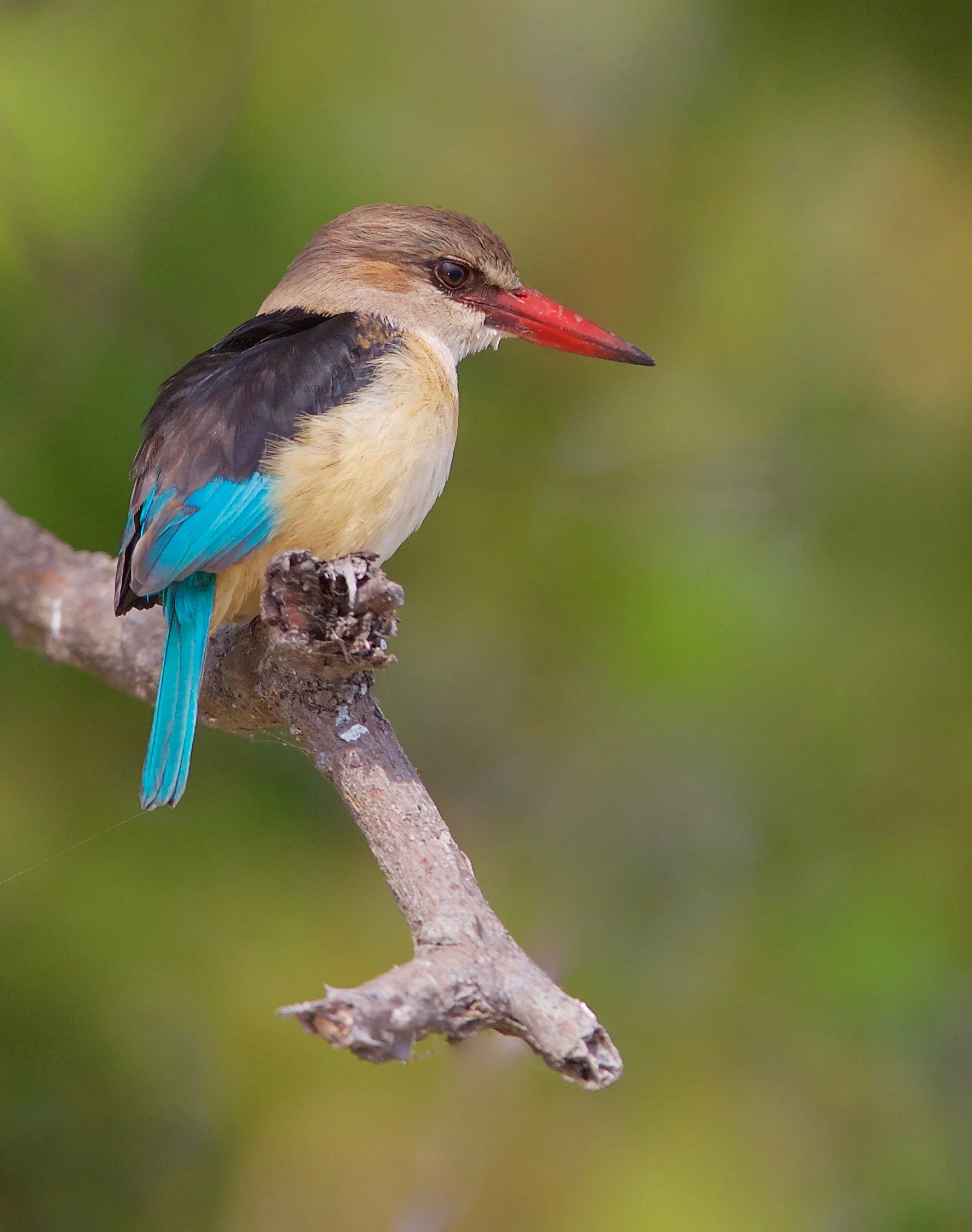 Brown-hooded Kingfisher