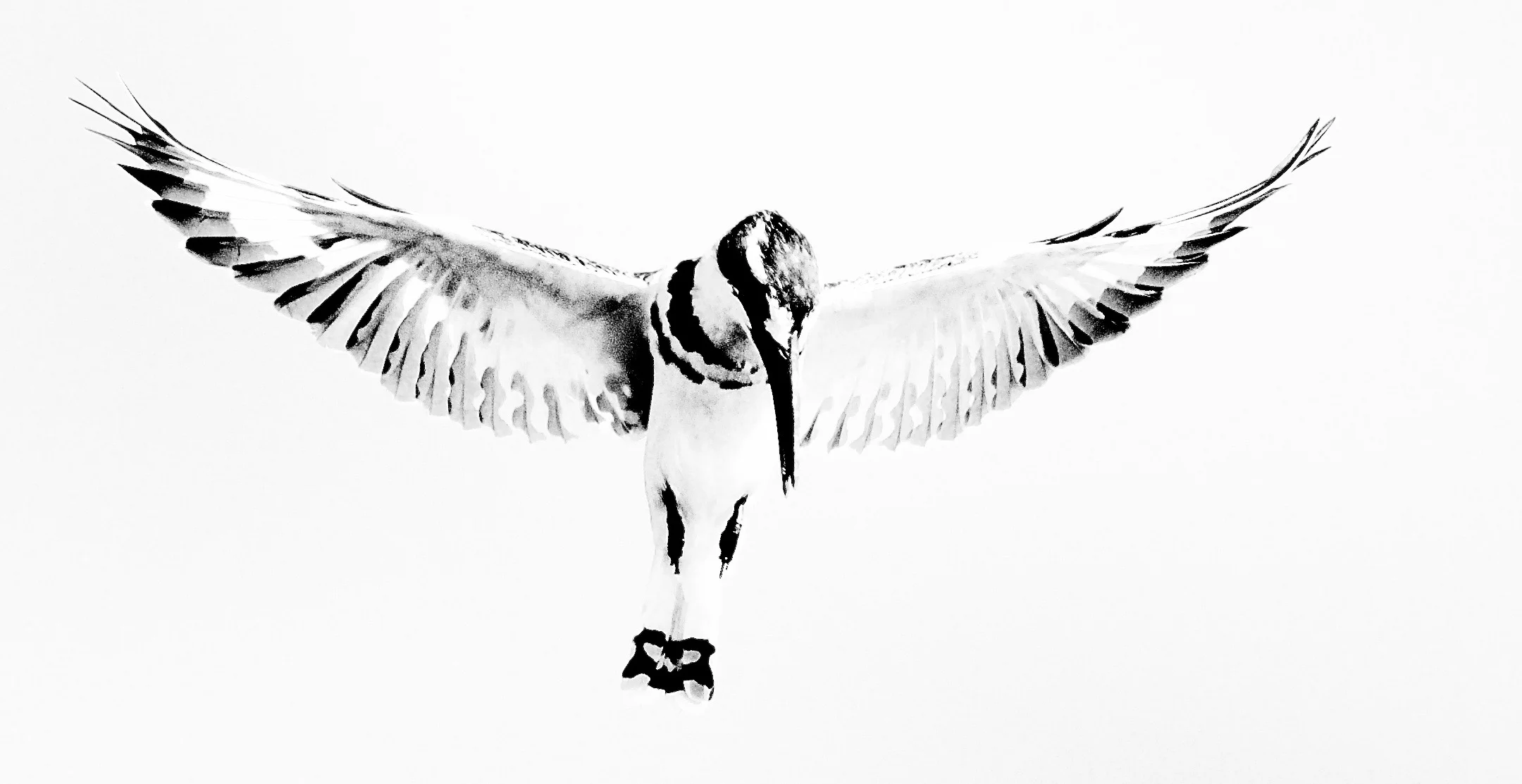 Pied Kingfisher