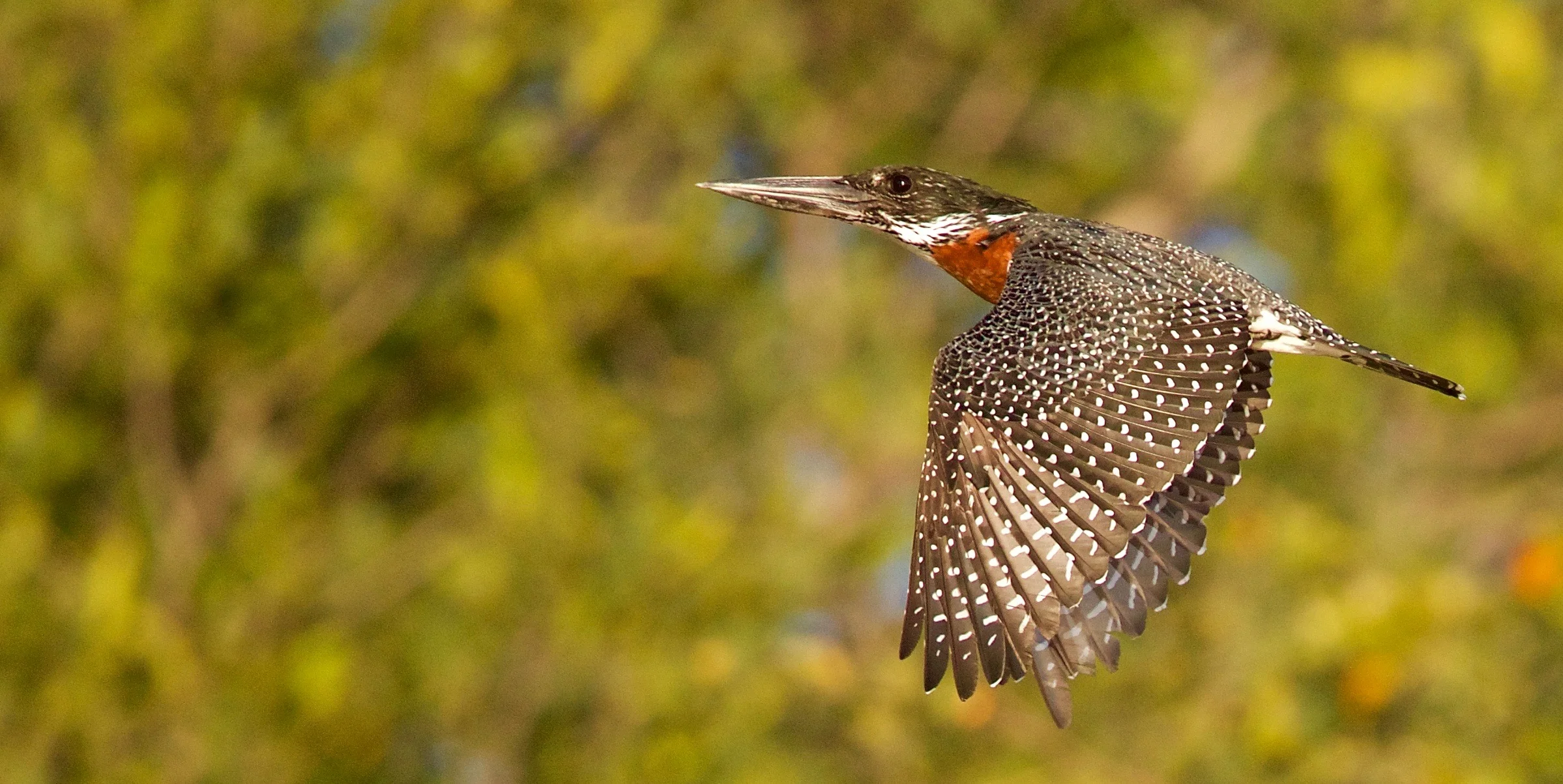 Giant Kingfisher