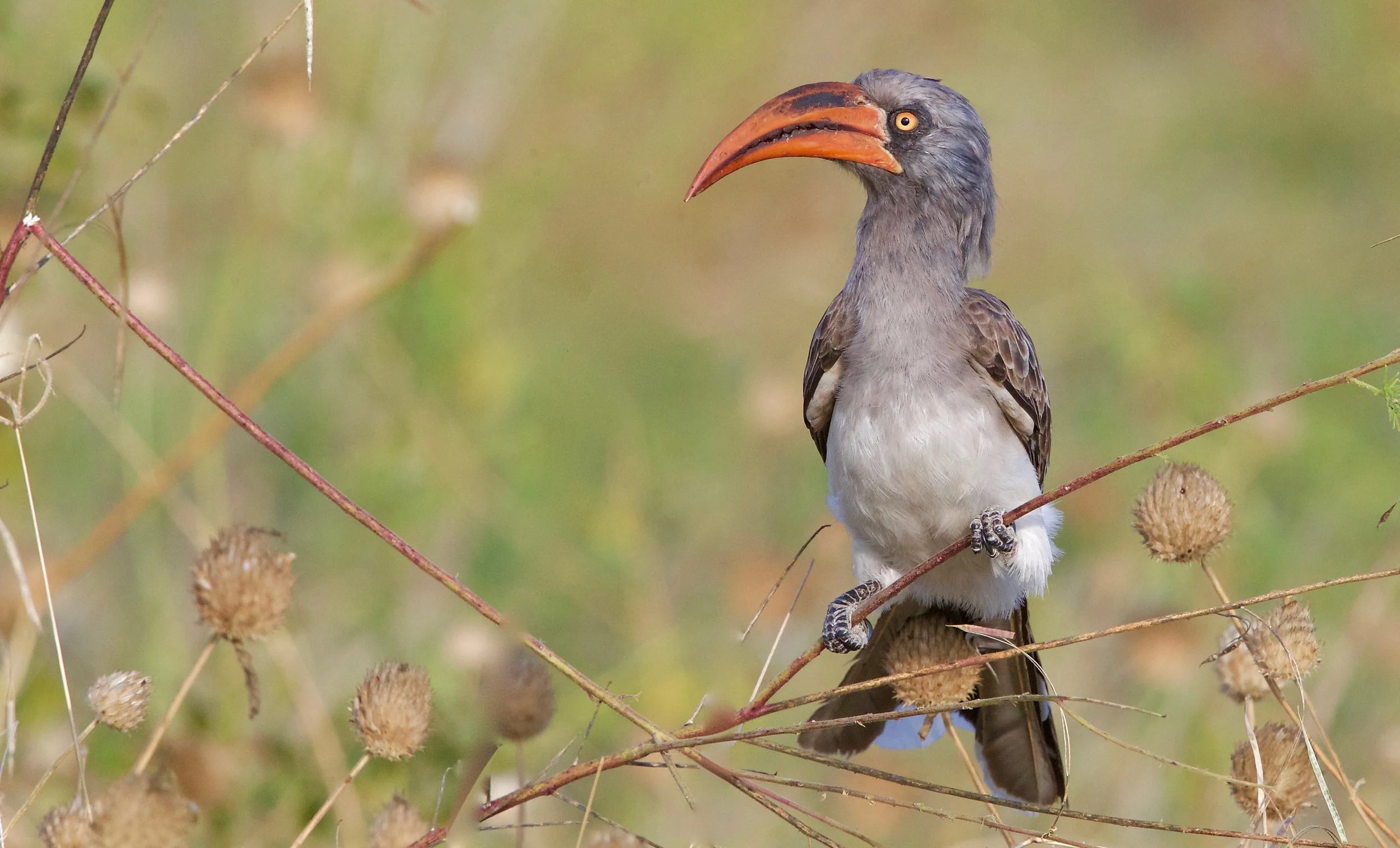Bradfield's Hornbill