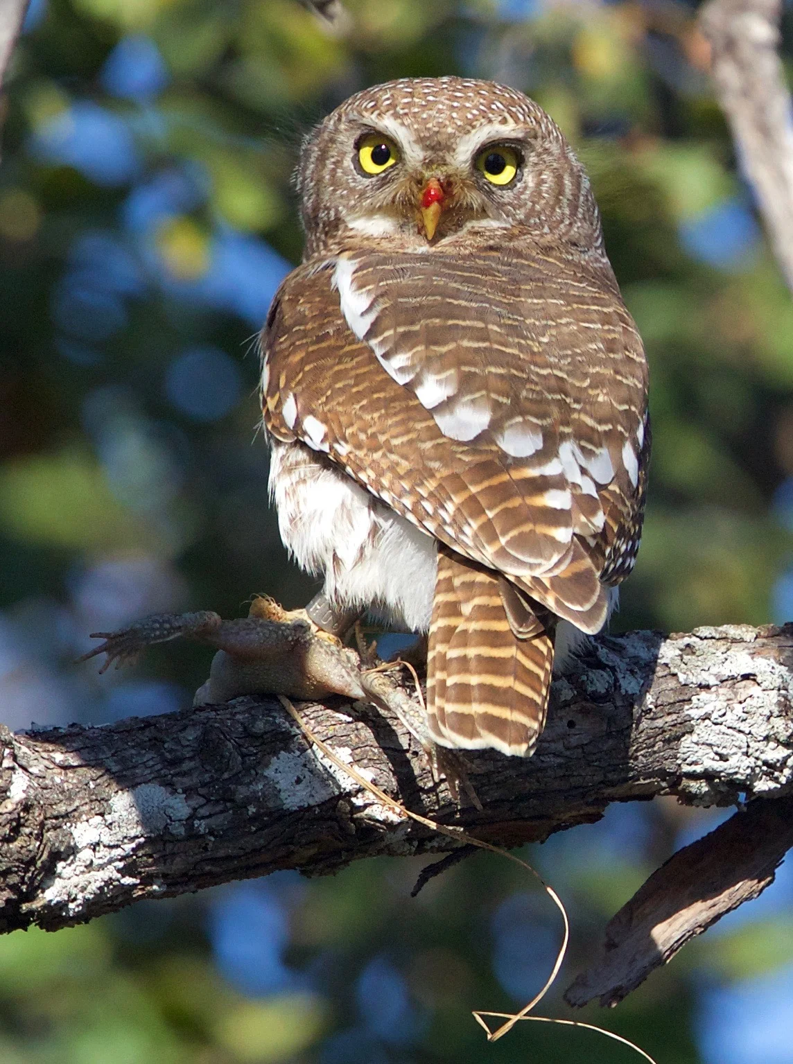 African Barred Owlet