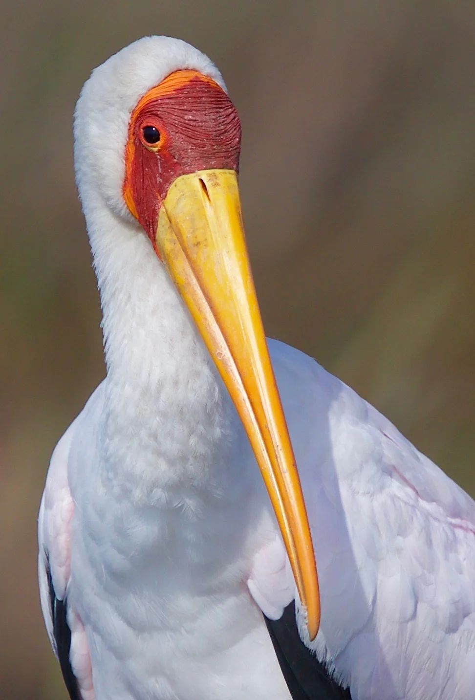 Yellow-billed Stork