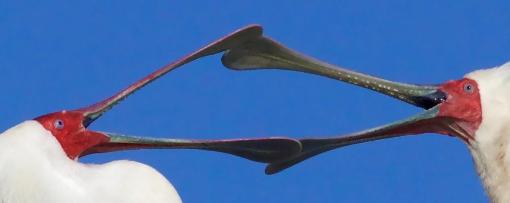 African Spoonbills