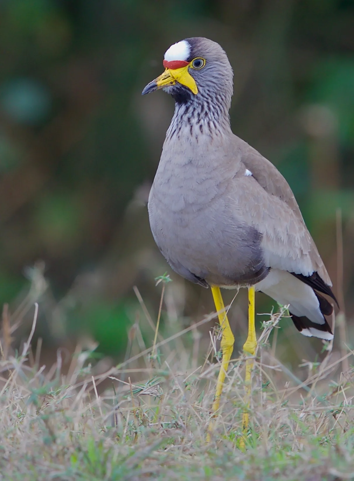 African Wattled Plover