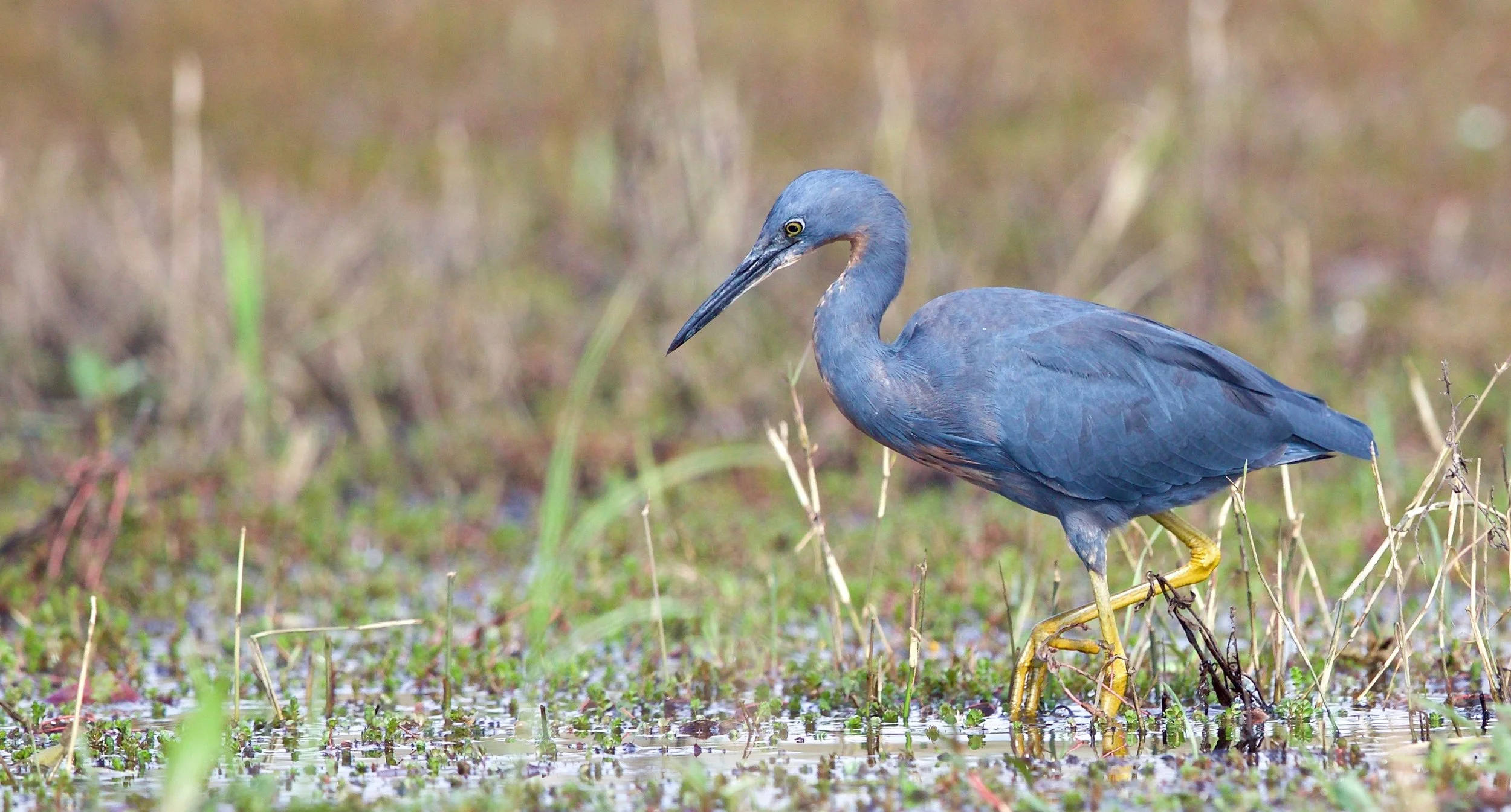 Slaty Egret
