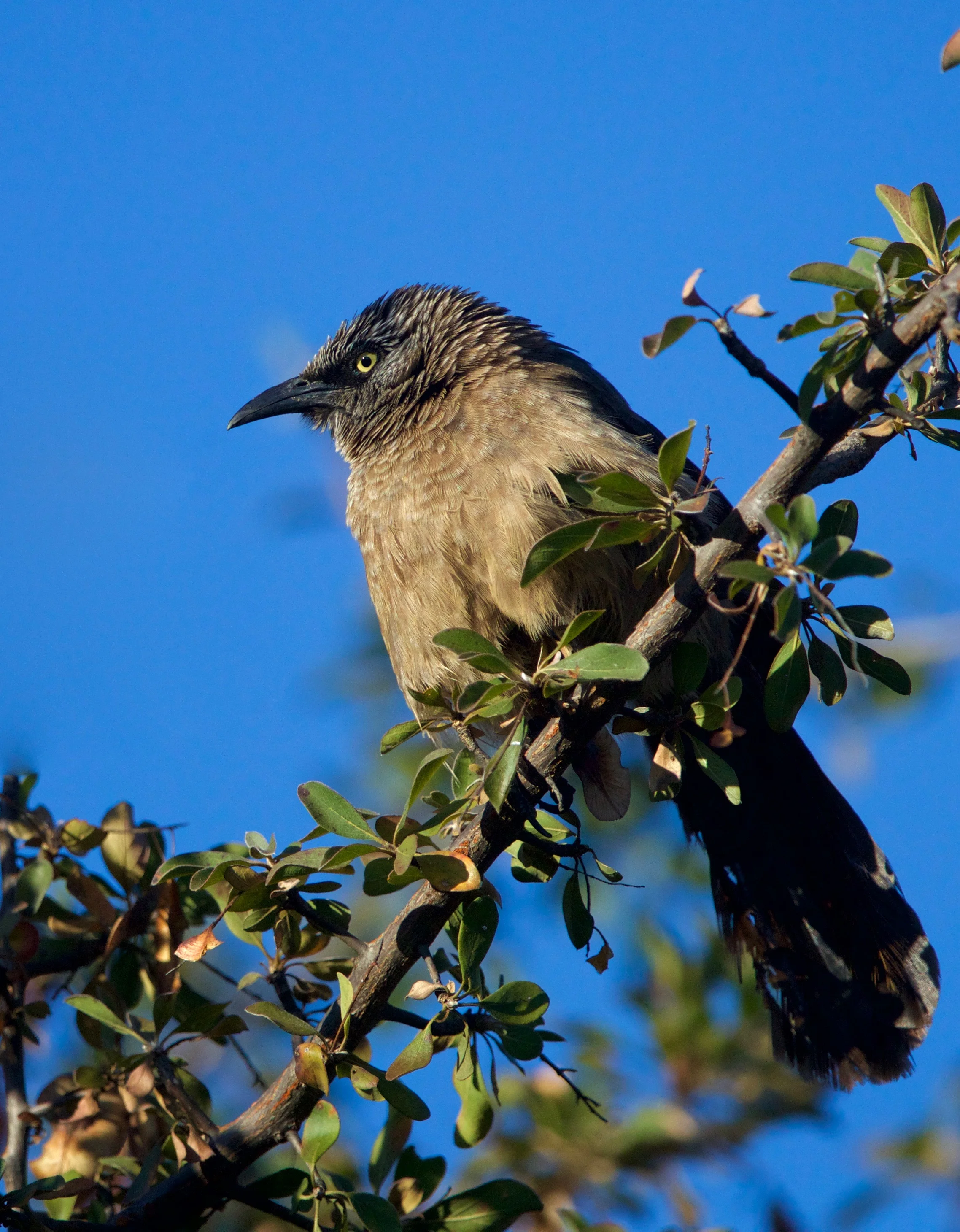 NAMIBIA - 238.jpg