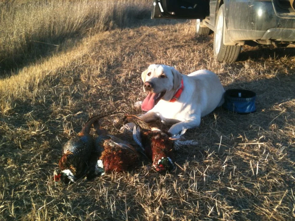 Mike’s proud pup, Rufus with his roosters.