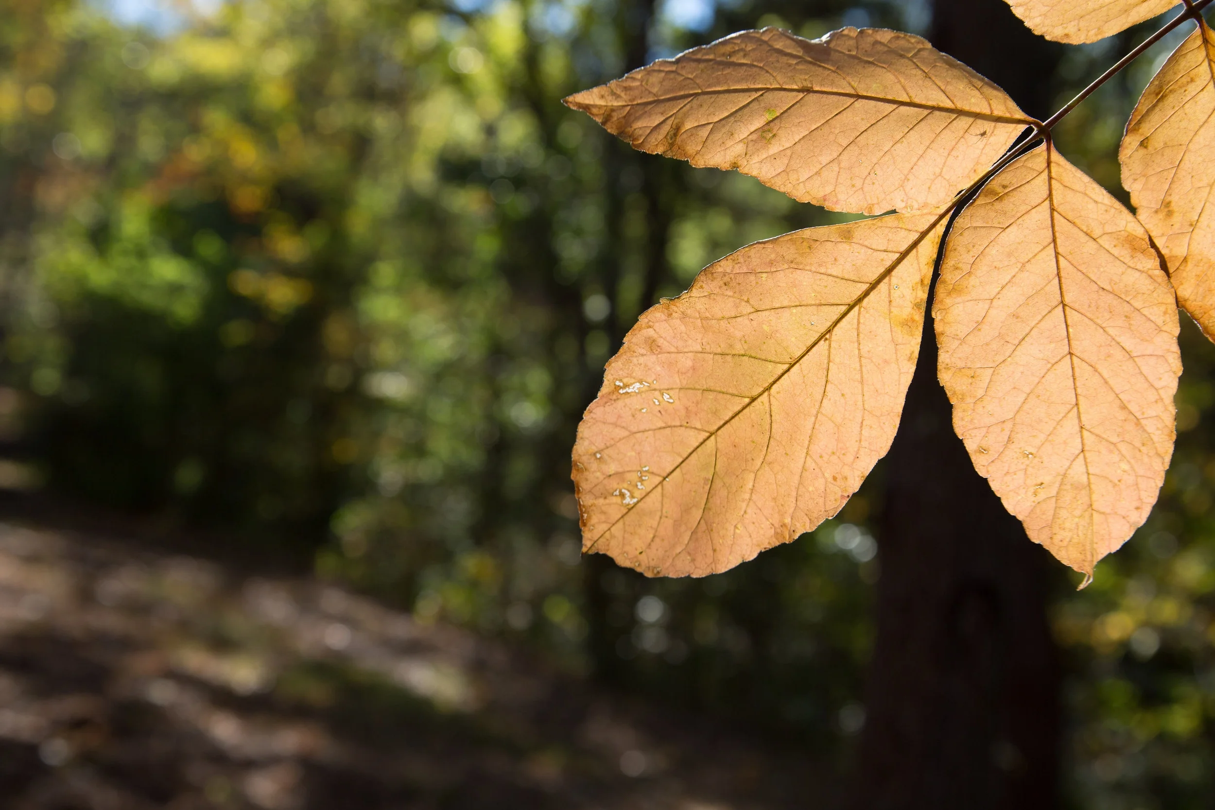 OB_Leaf.jpg