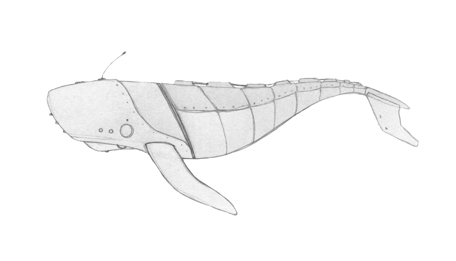 Whale1.png