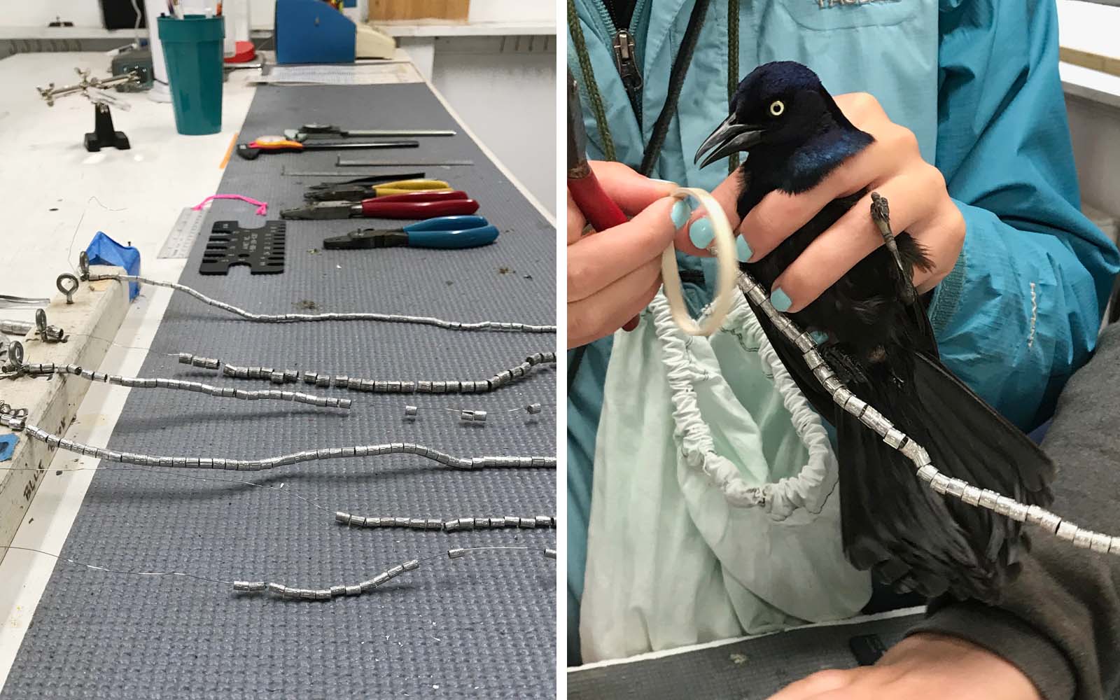 Left photo - Banding table with bands and tools all set for the day. Right photo - Bander with a bird, taking the band off the string.