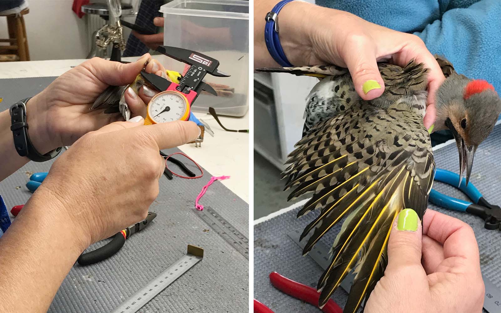 Left photo - Bander measuring the tarsus. Right photo - Bander looking at the wing feathers for molt limits to age the bird.