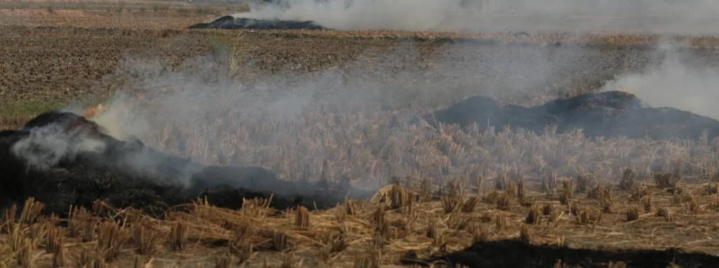 0.52672800_1446631544_paddy-burning_large.jpg