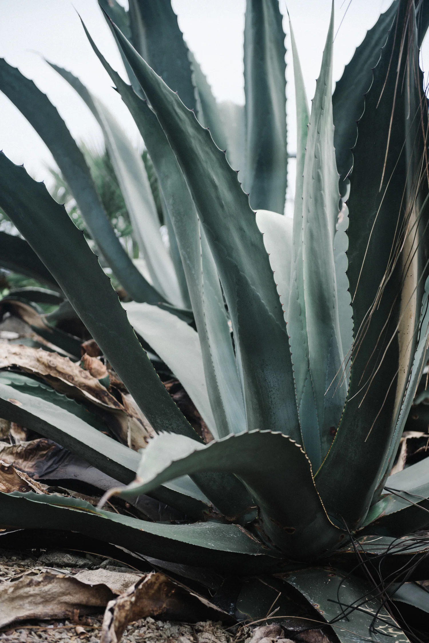 OliviaBossertPhotography (13 of 22).jpg